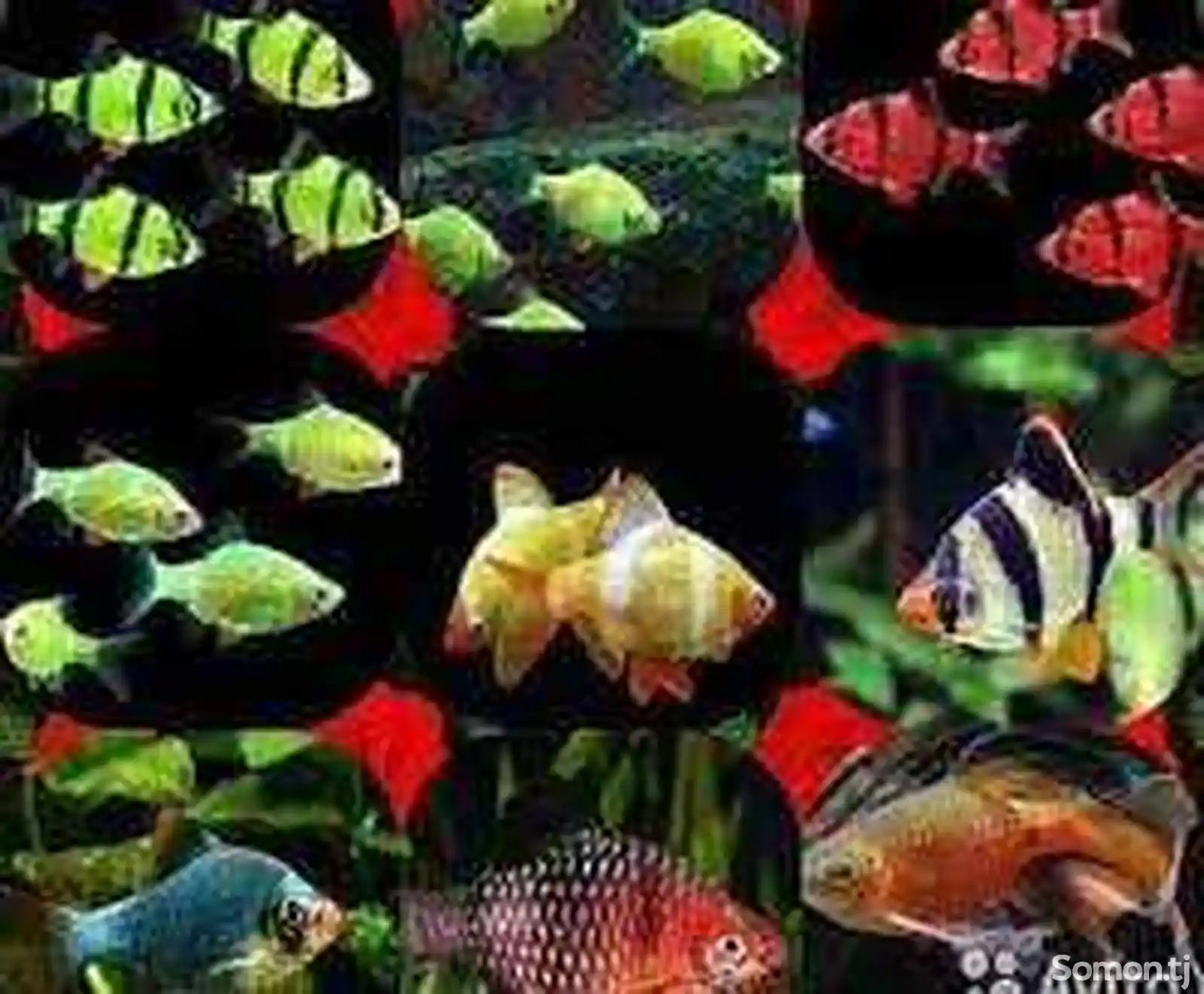 Барбус Гонконг GloFish-2