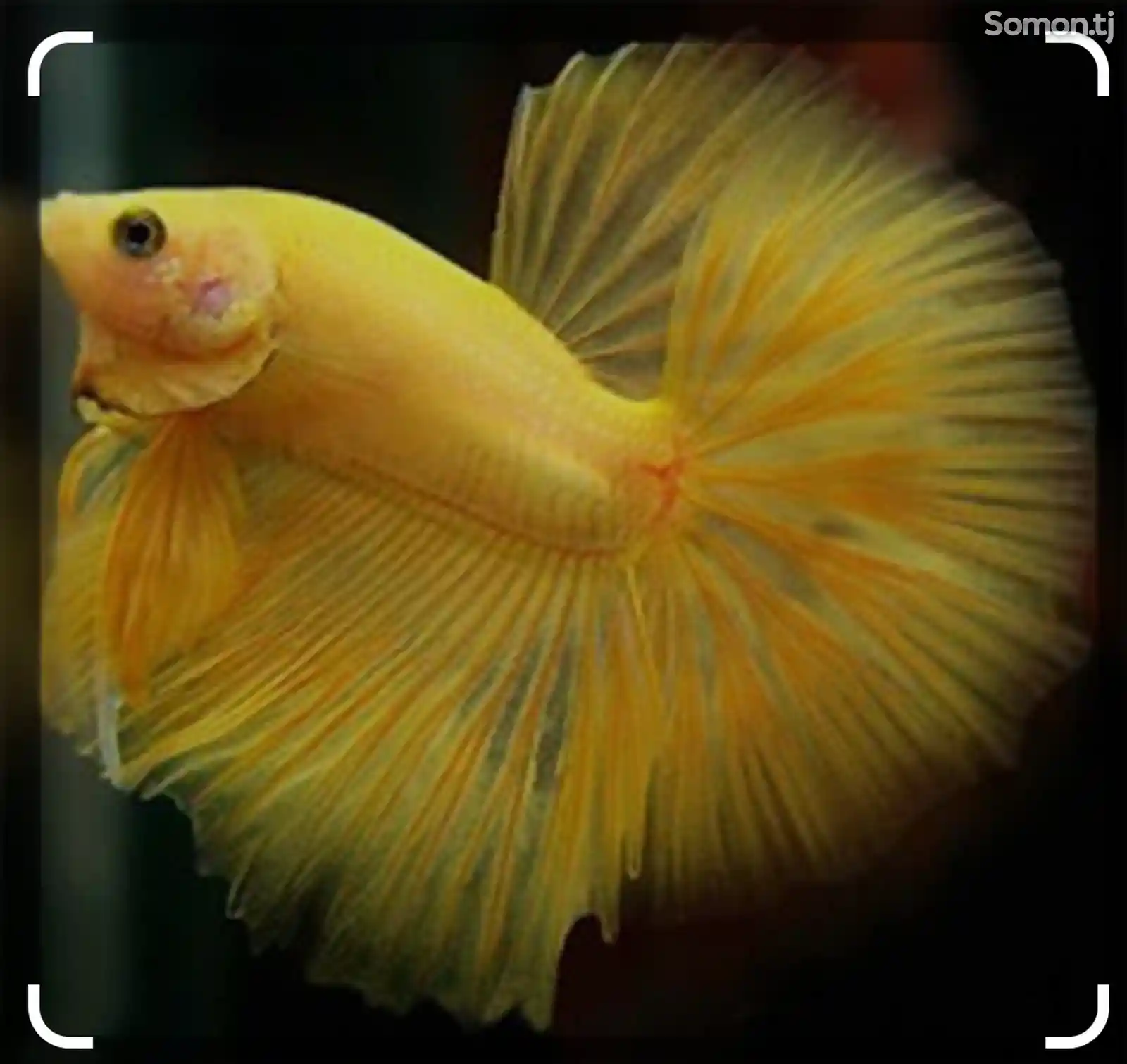 Рыбка петушок жёлтый
