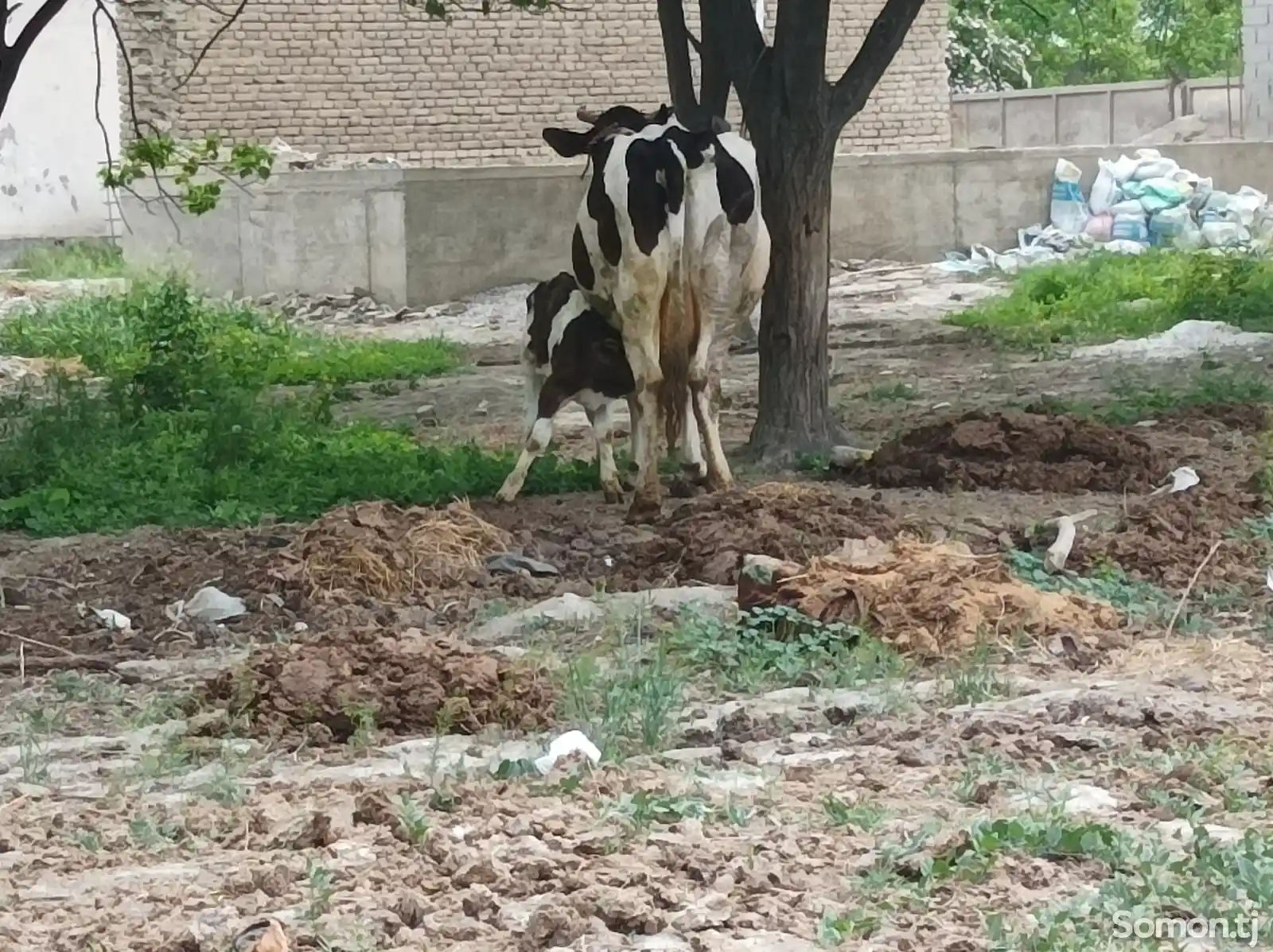Корова-8