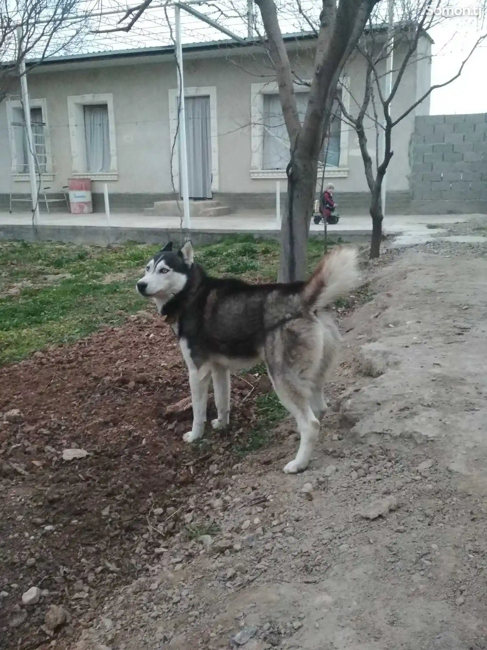 Собака-1