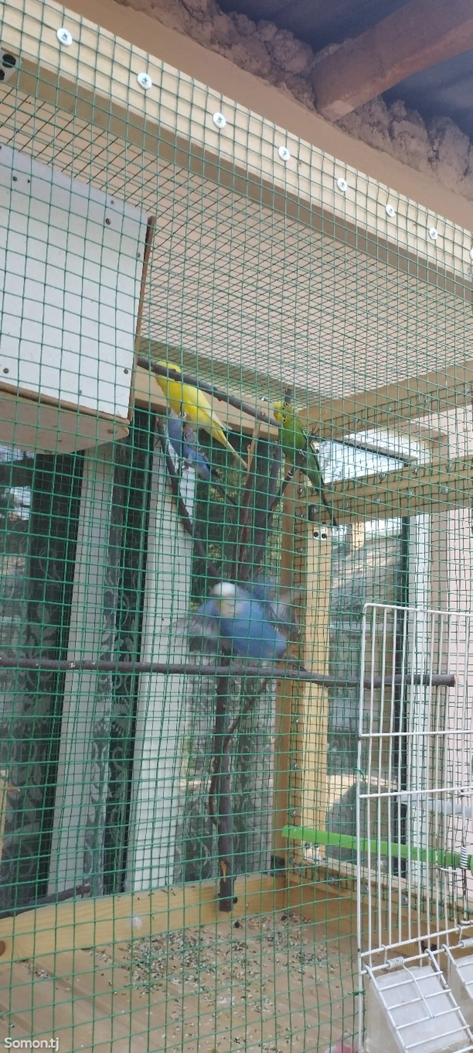 Волнистые попугаи с Вольером-6