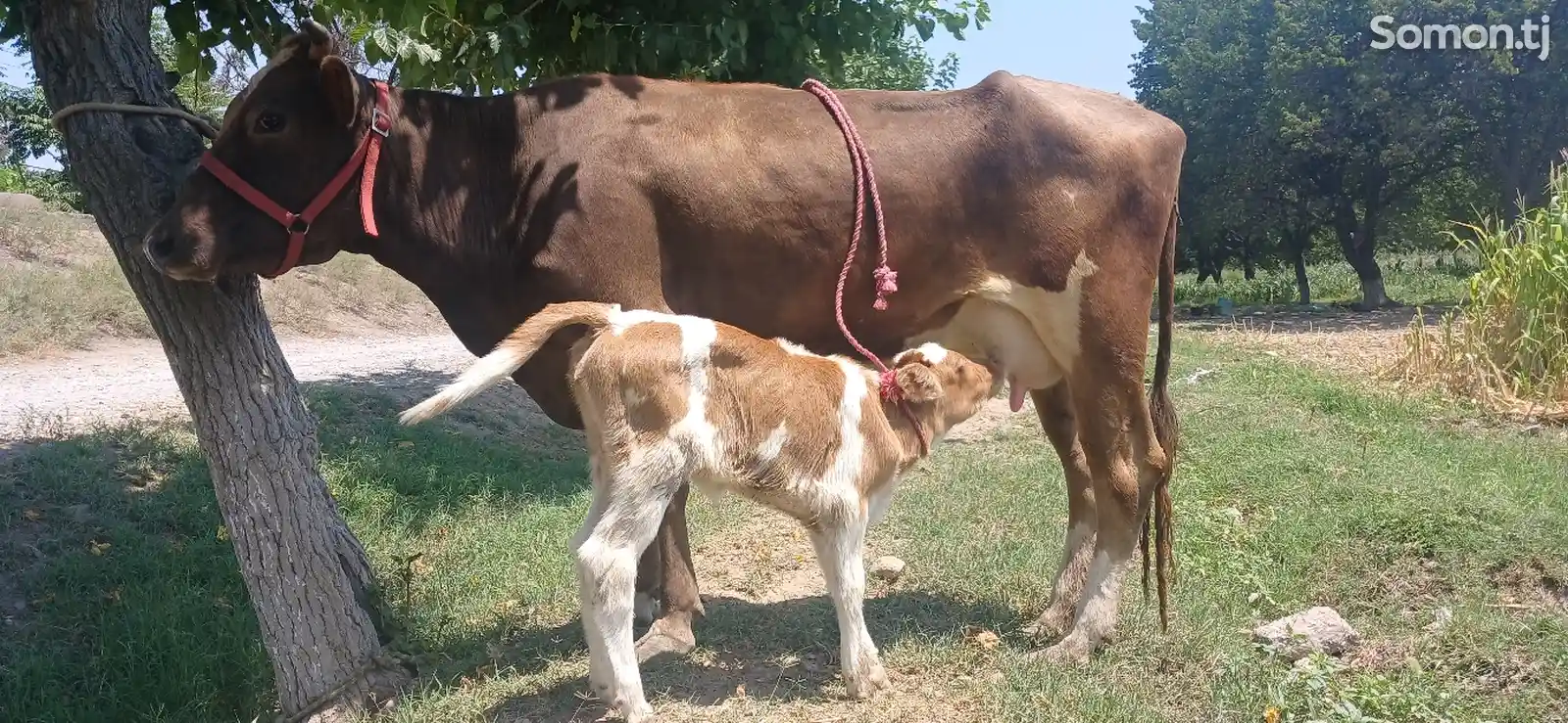 Моли оча бачи-1