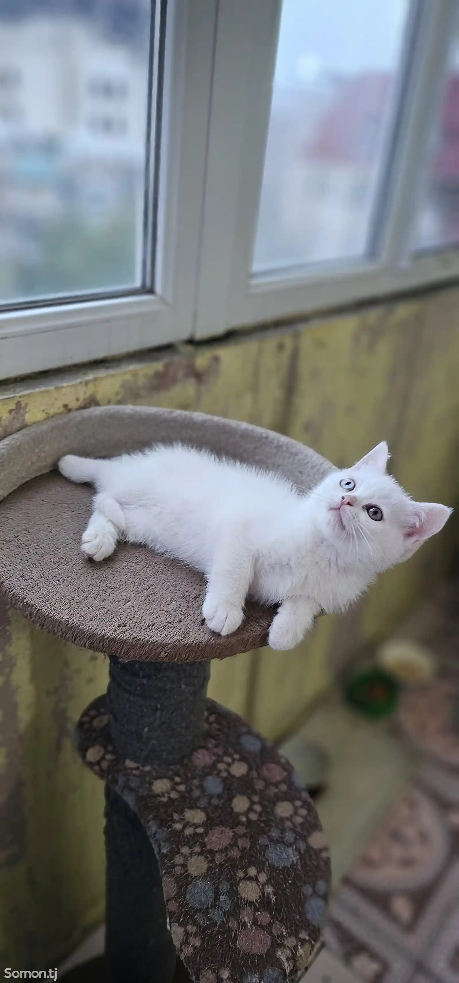Шотландский белоснежный котёнок с разными глазами-7