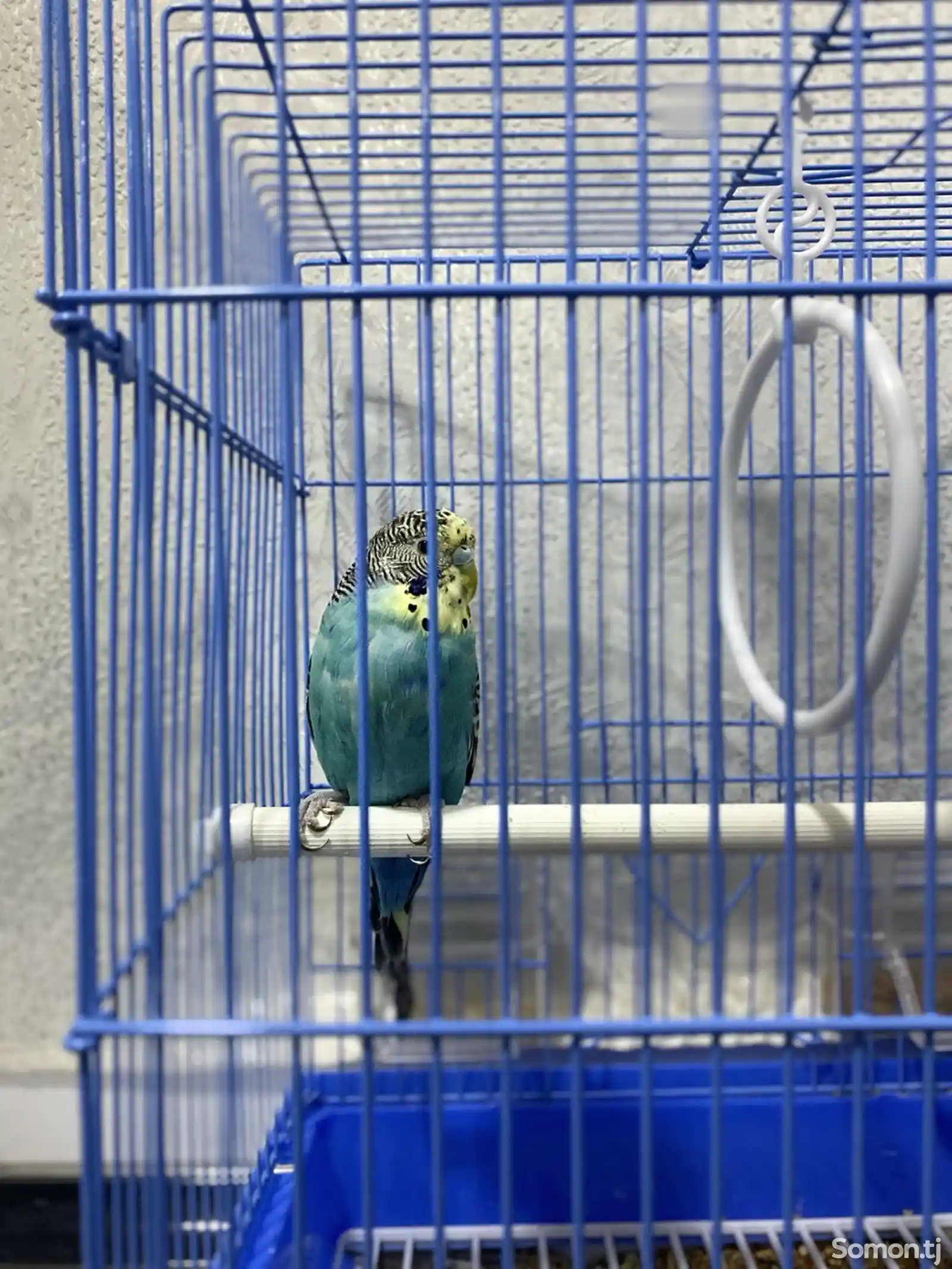 Волнистый попугай-2