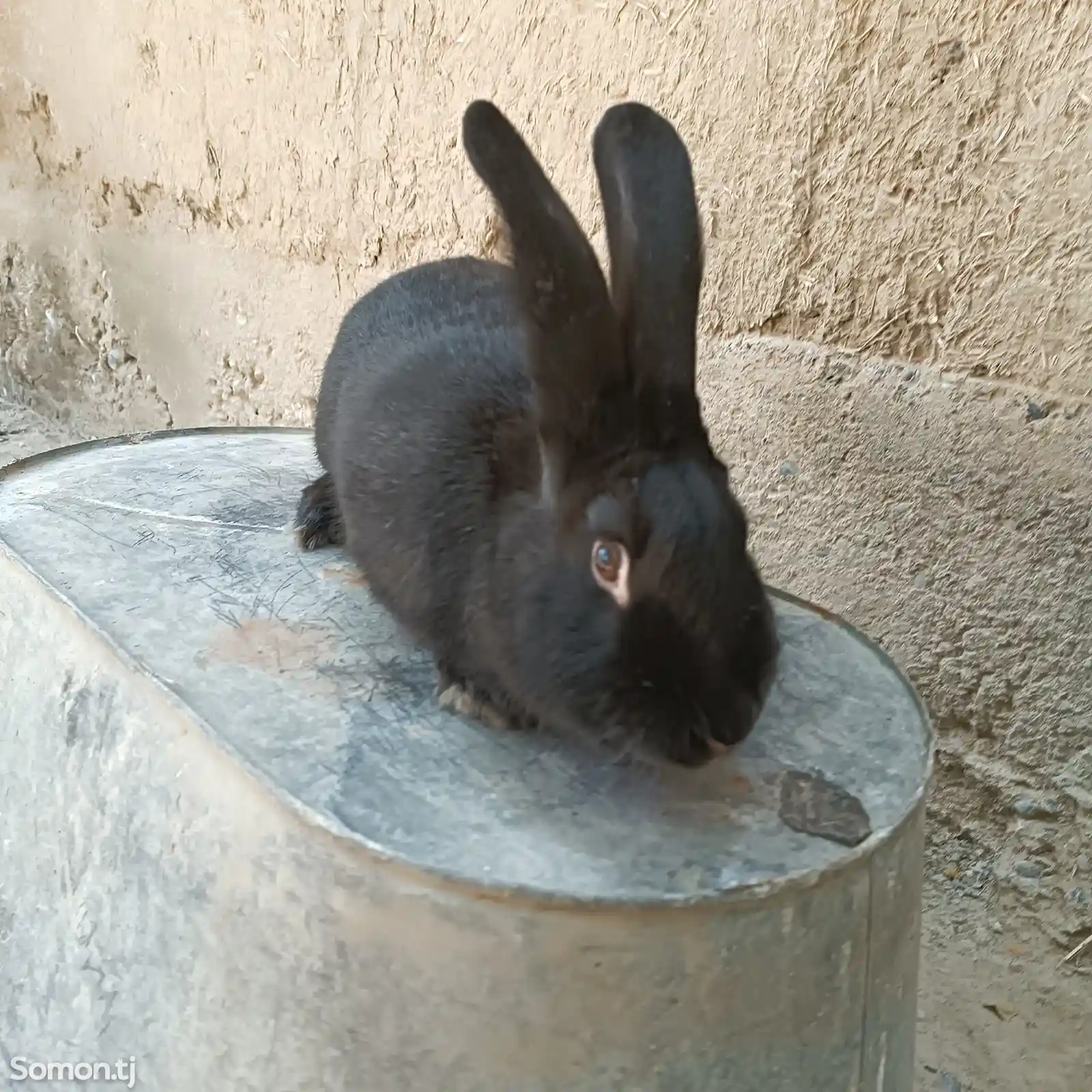 Кролик самец-2