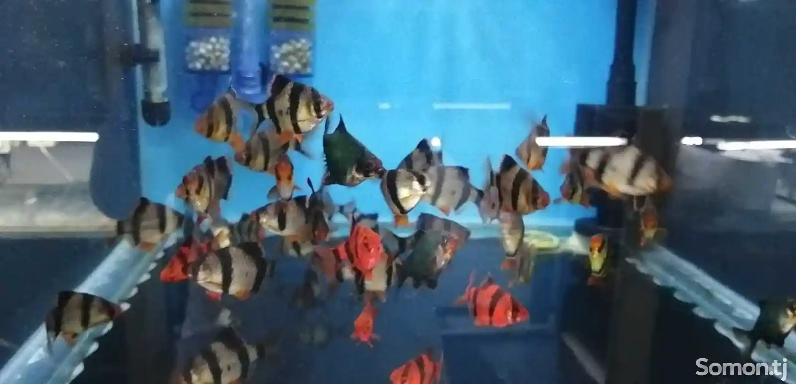 Рыбки Вишнёвые барбусы-1