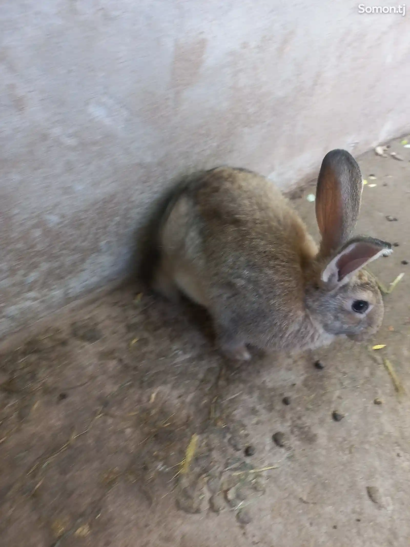 Кролики-7