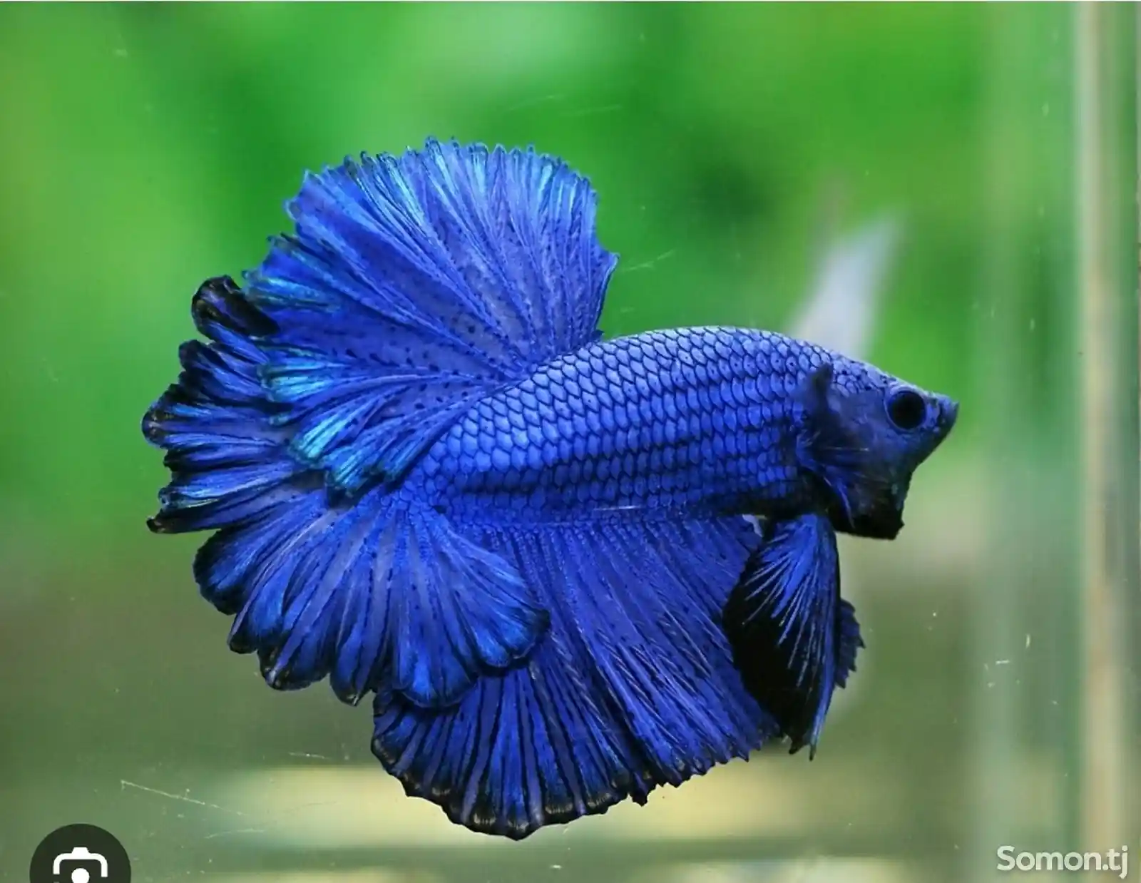 Рыбка петушок синий