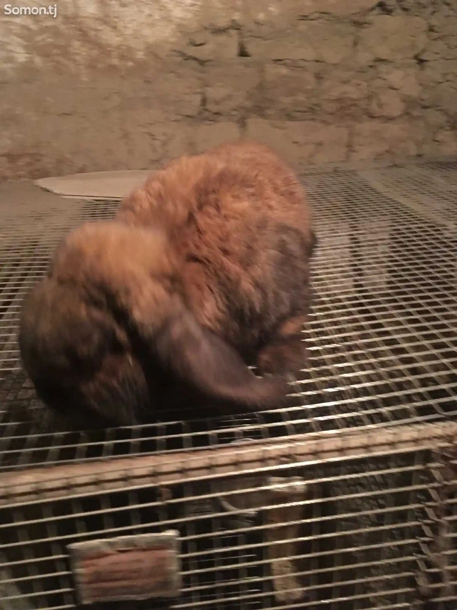 Кролик баран-4