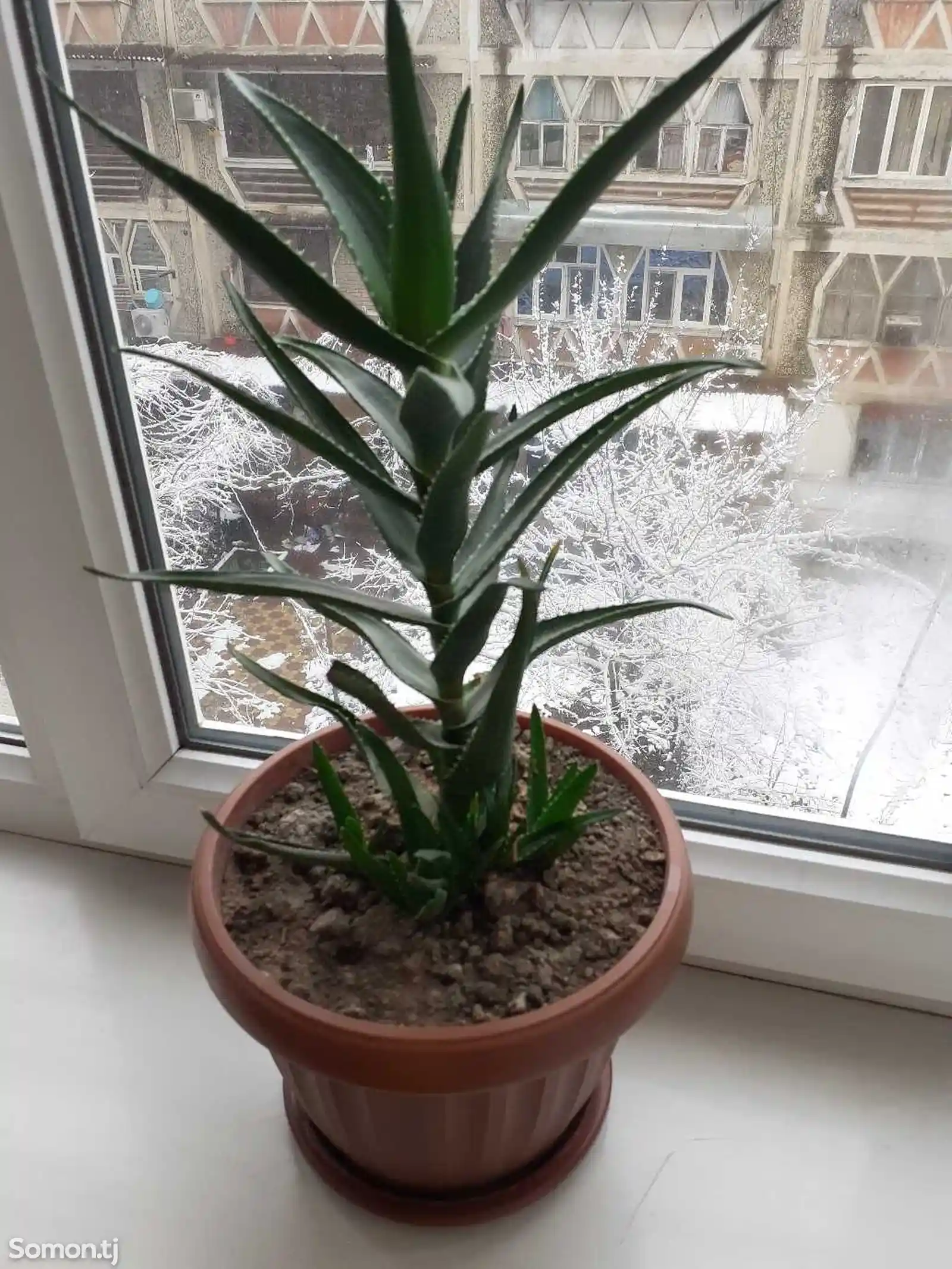 Комнатное растение-3