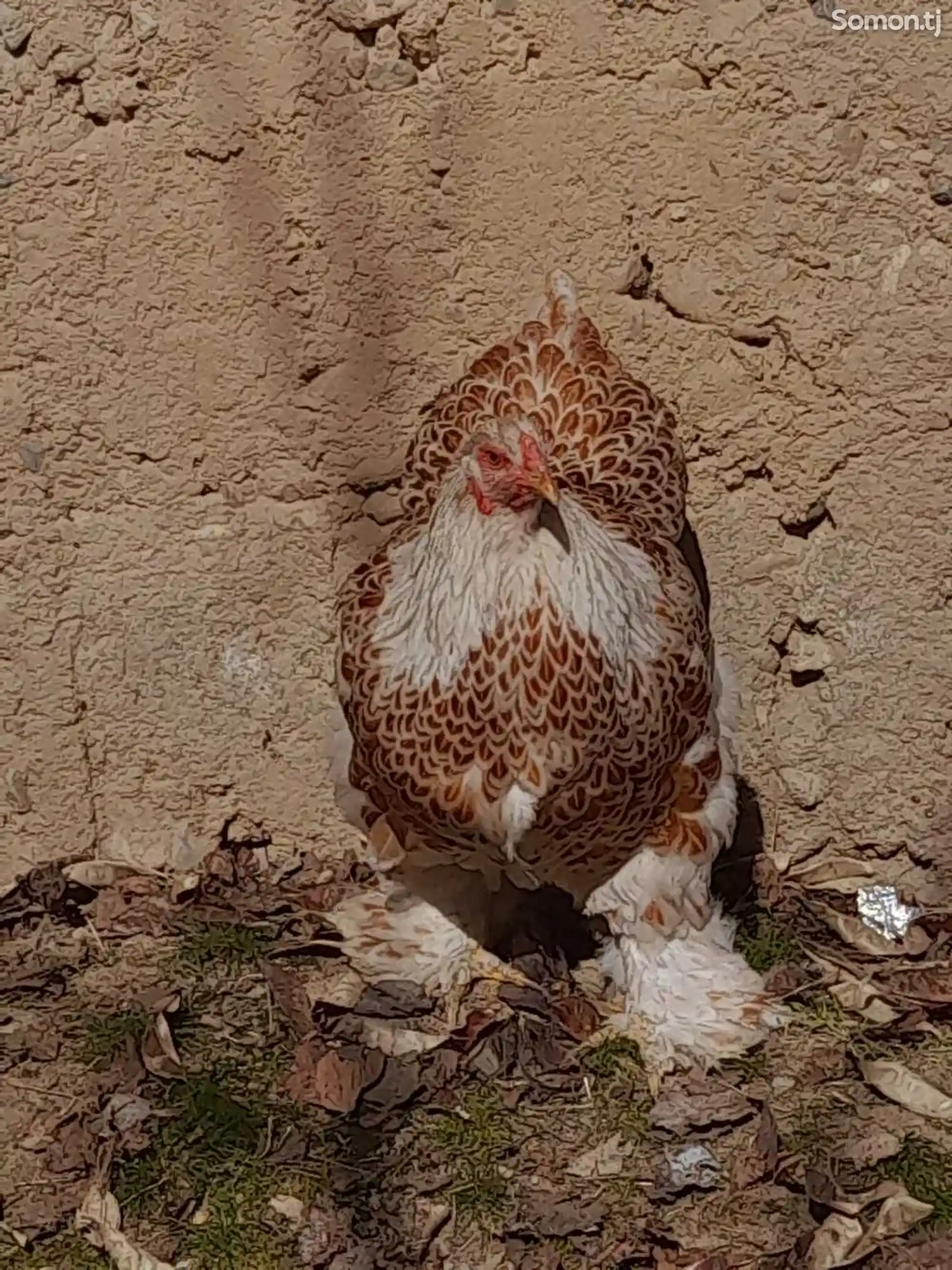 Яйца курицы породы белое золото-1