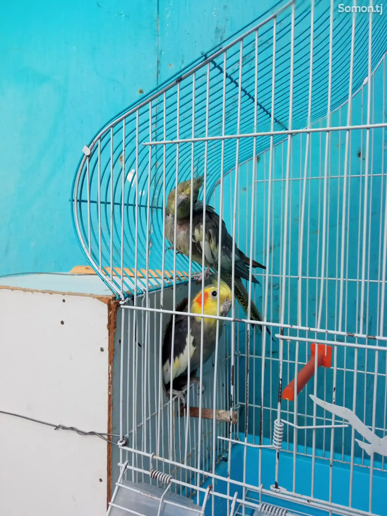Попугай карелла-4