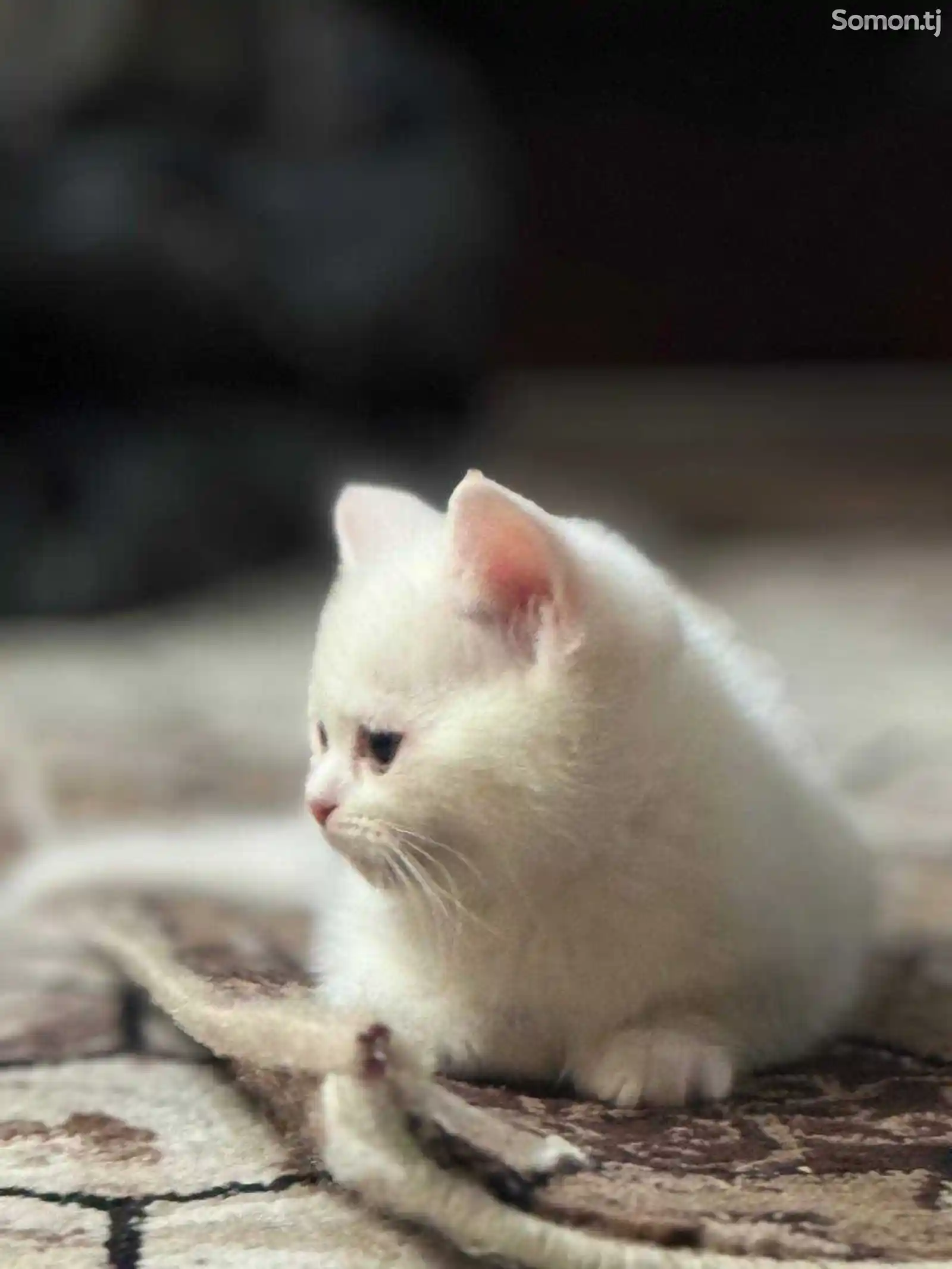 Шотландский белоснежный котёнок с разными глазами-9