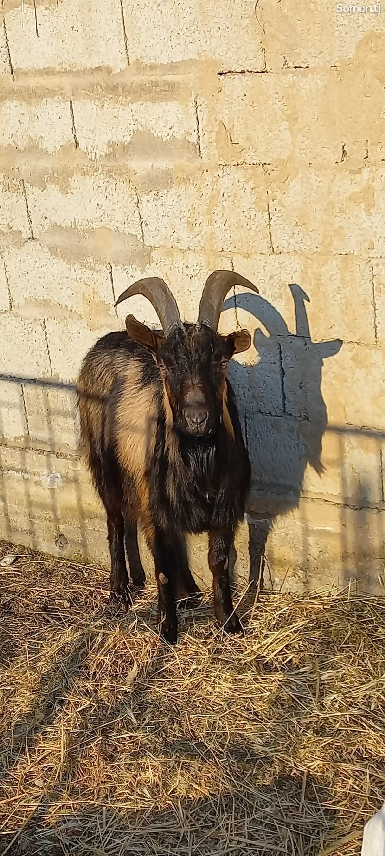 Такаи маси алпийский-3