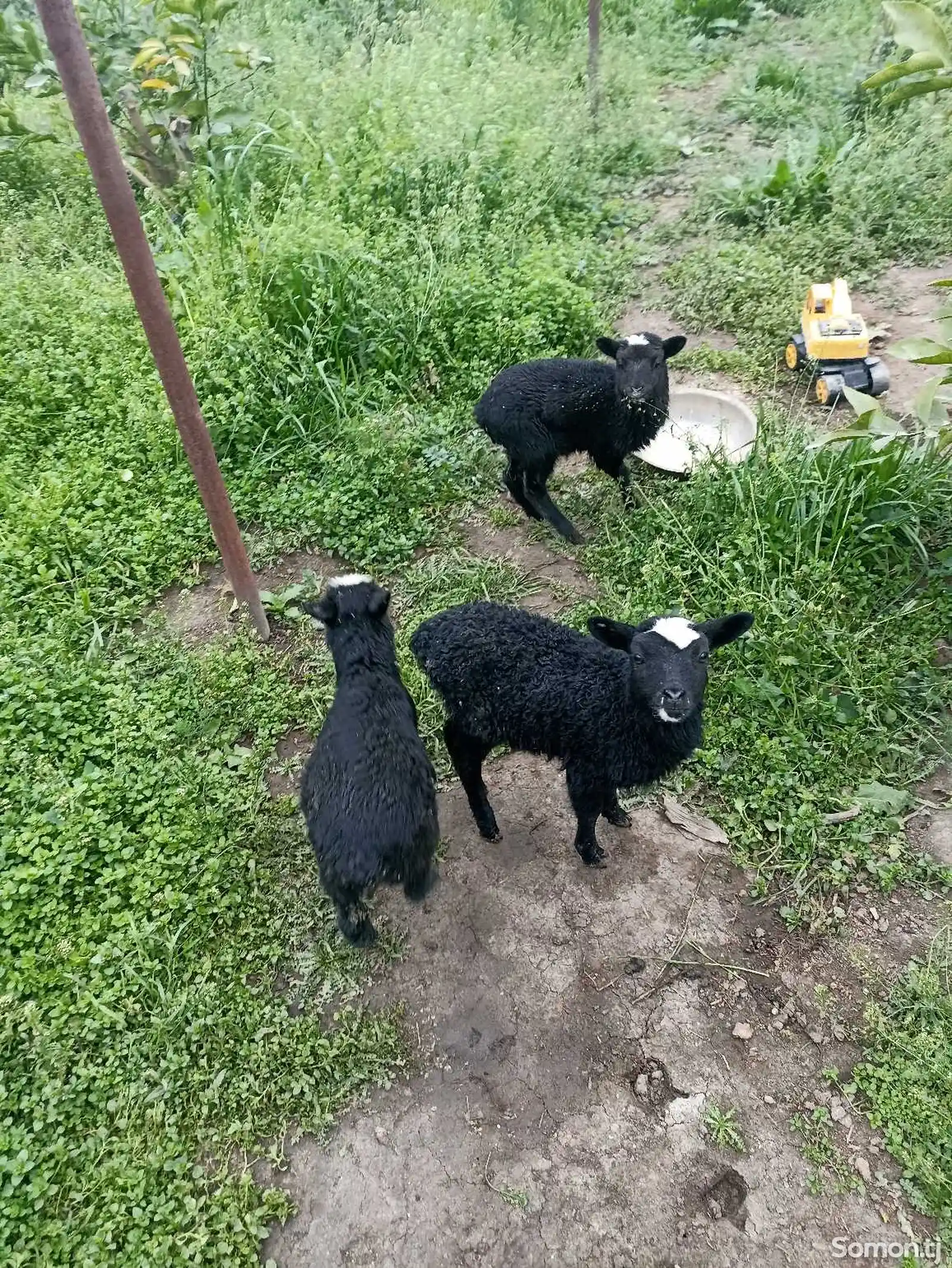 Романовский порода овец-2