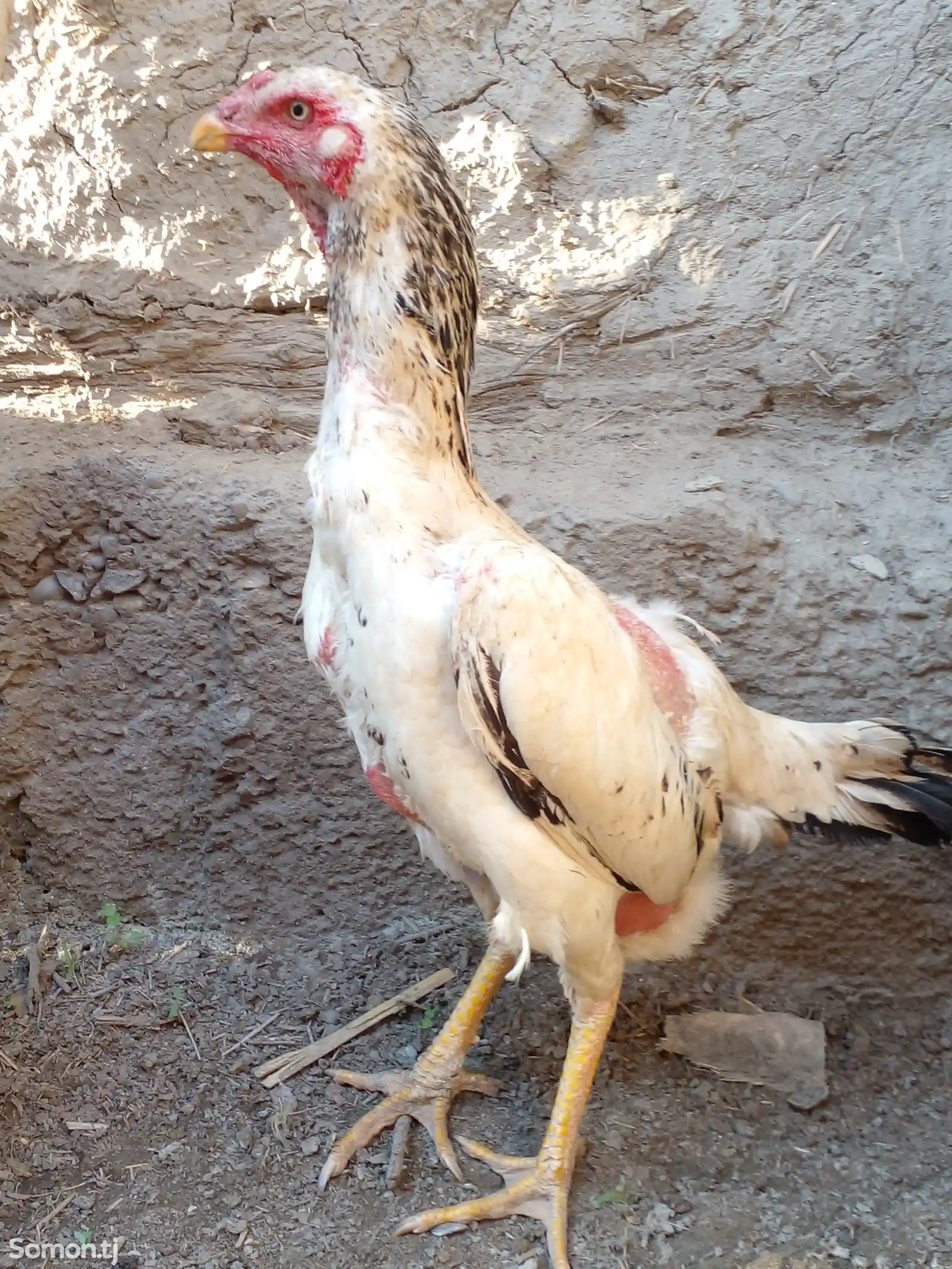 Курица ганой-1