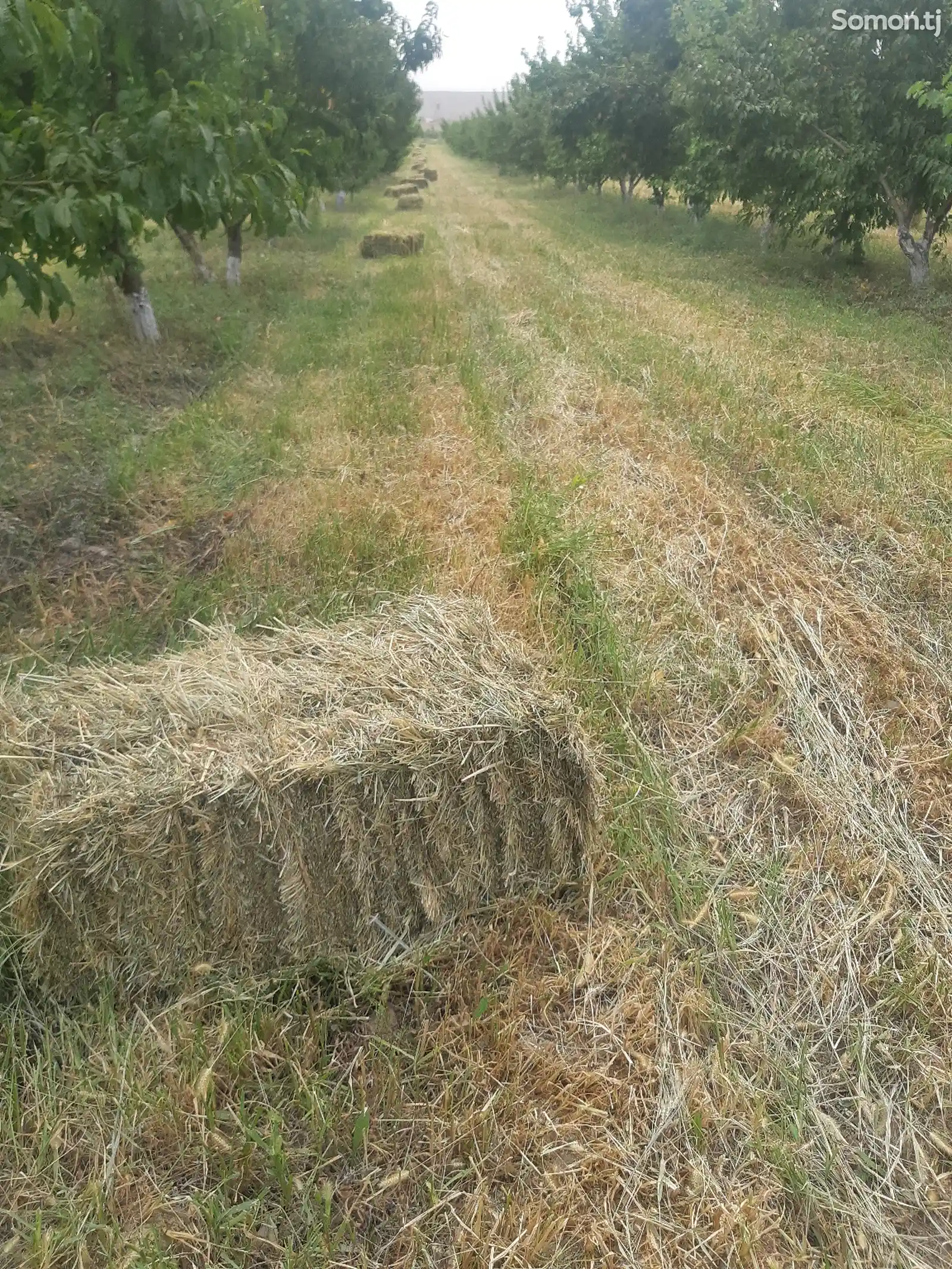 Пресси бедаю алаф