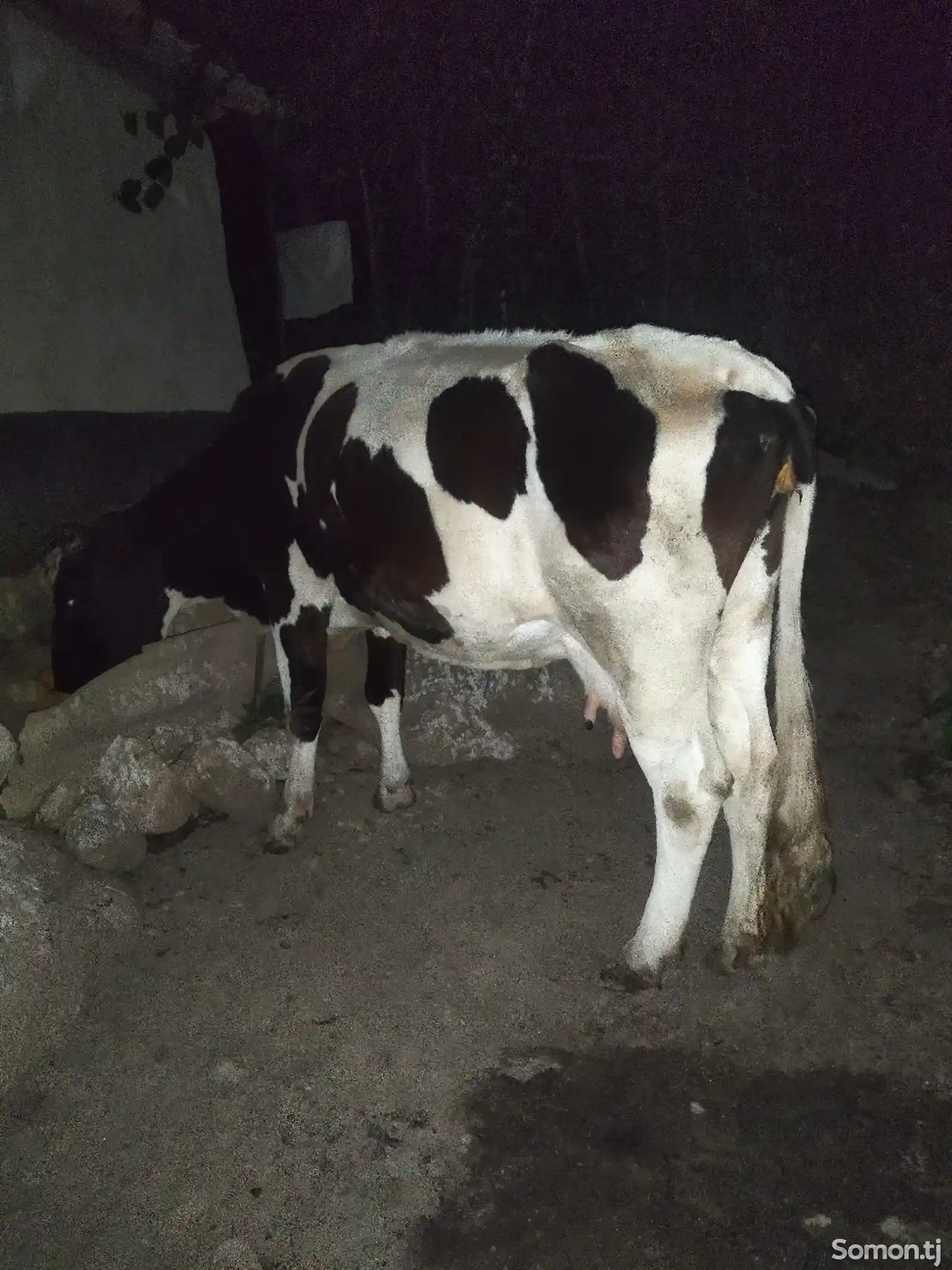 Голштинская порода коров-6