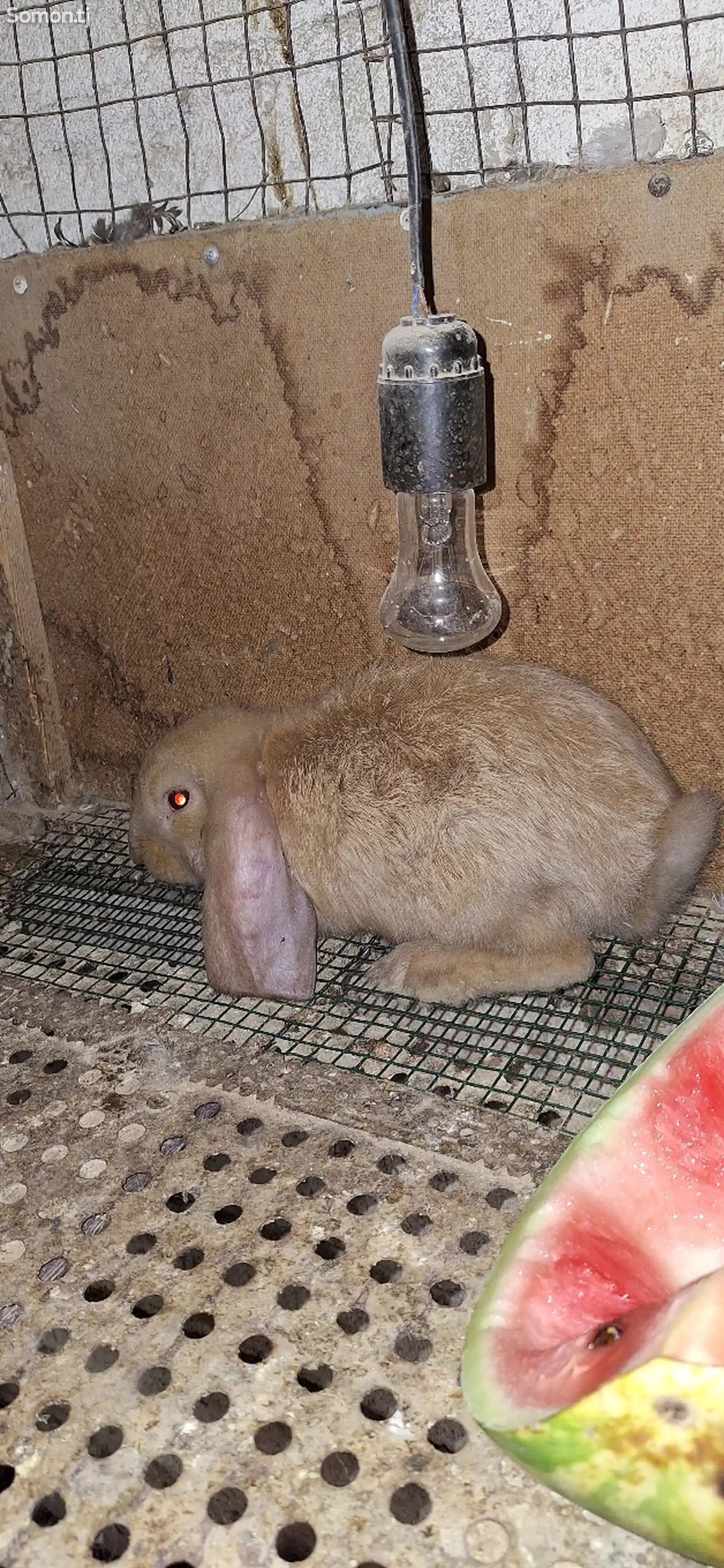 Кролик породы баран-2