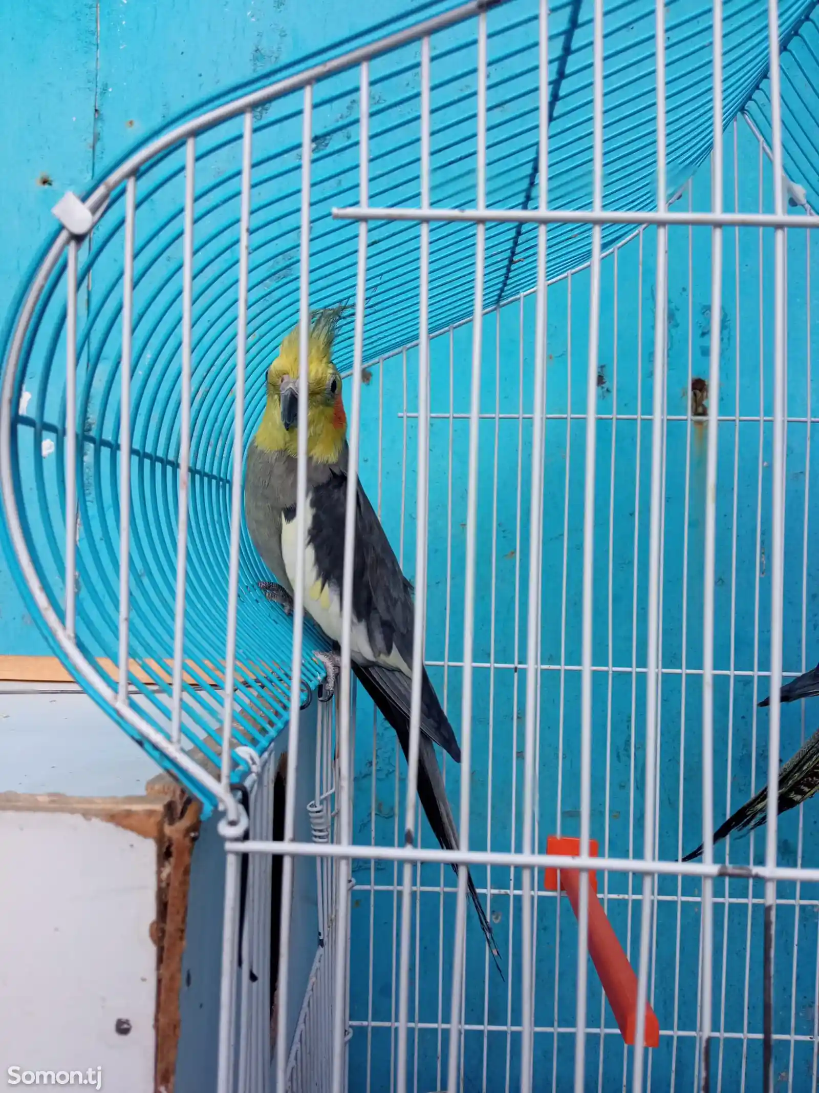 Попугай карелла-5