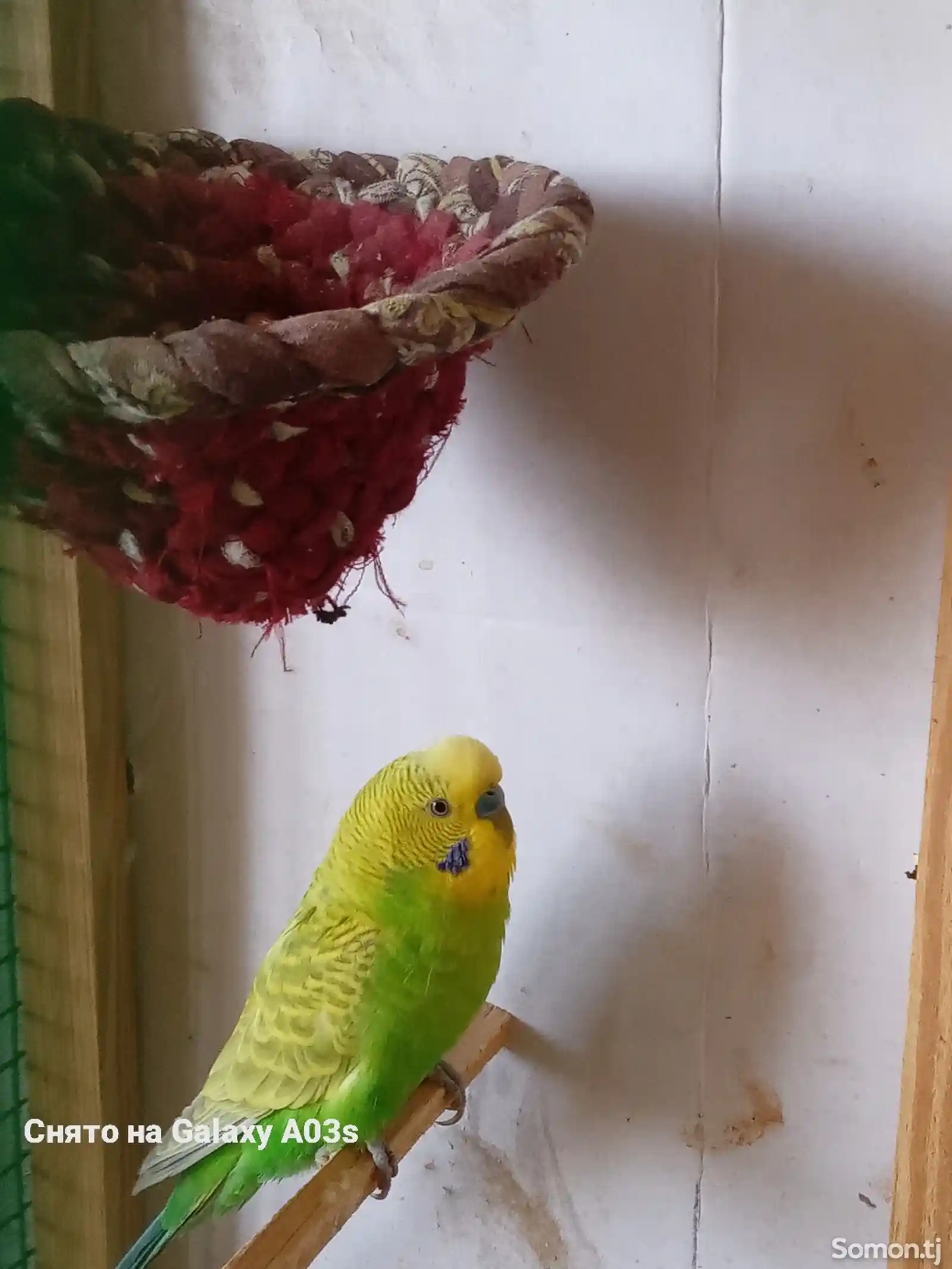 Волнистые попугаи-2