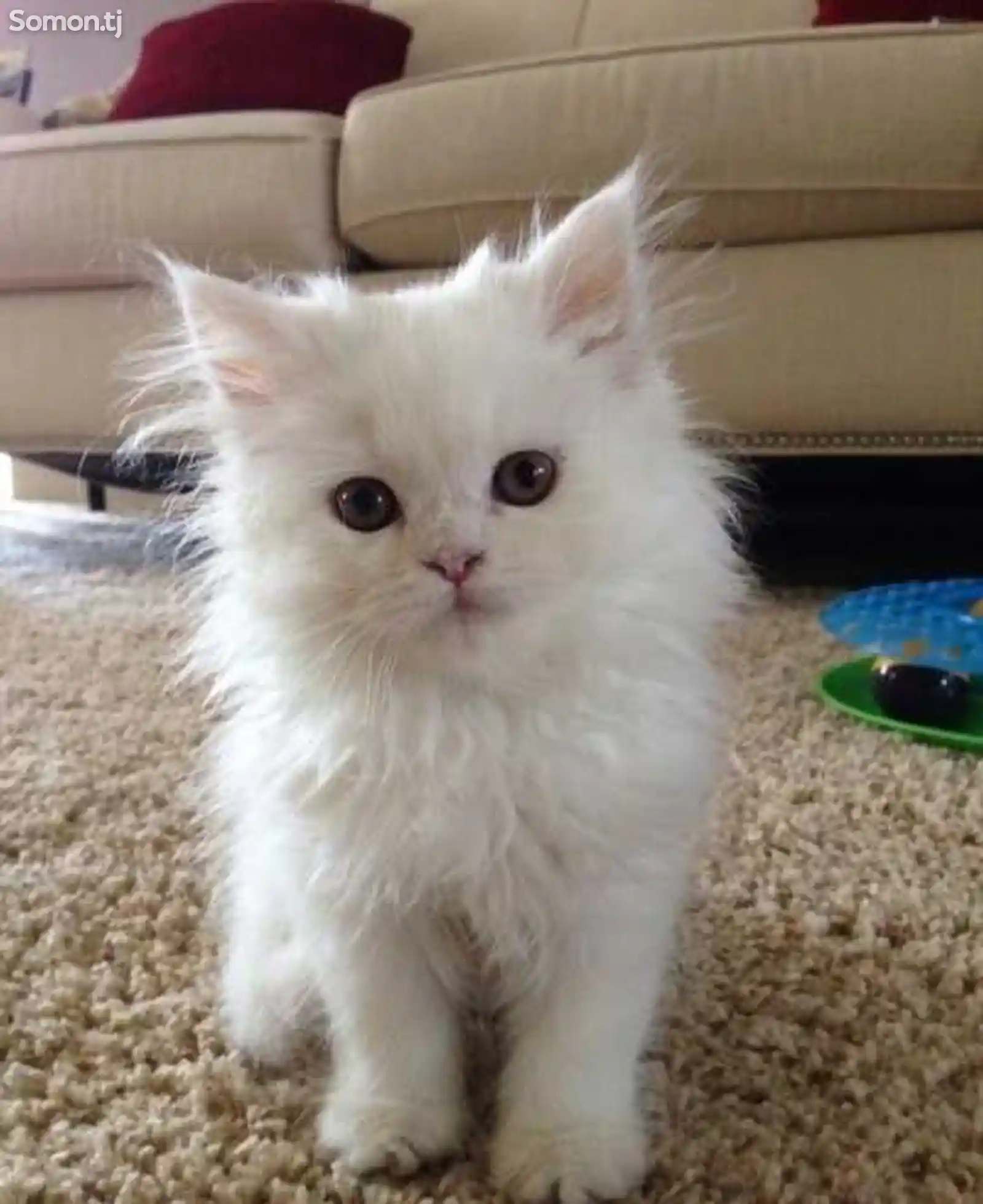 Белый котенок-2