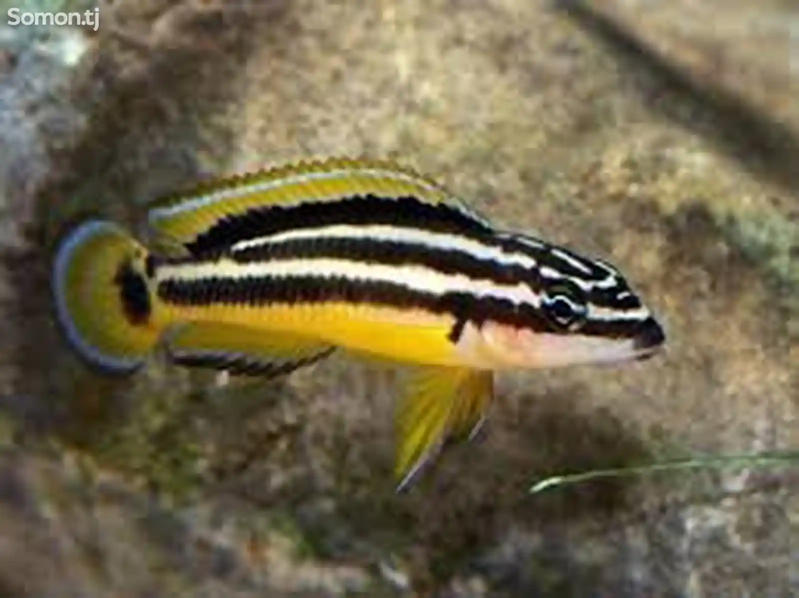 Julidochromis Оrnatus-1