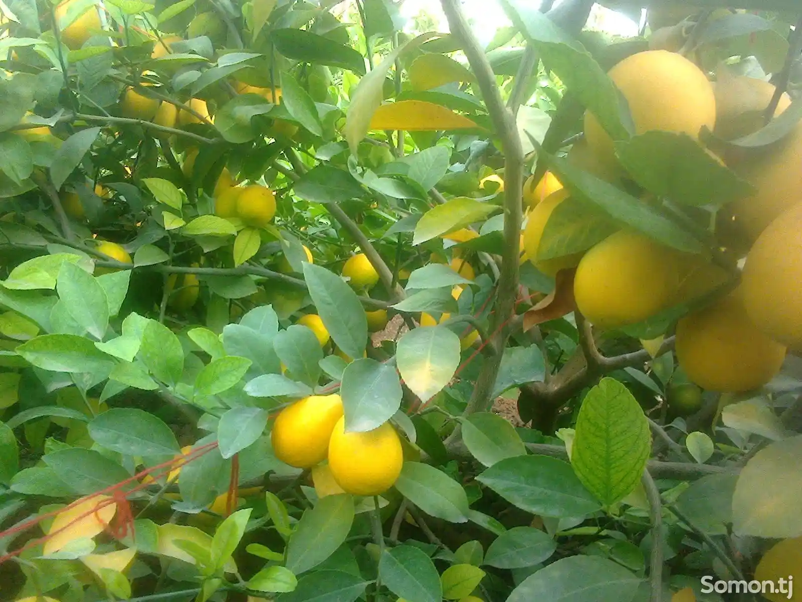 Дарахти лимон-3