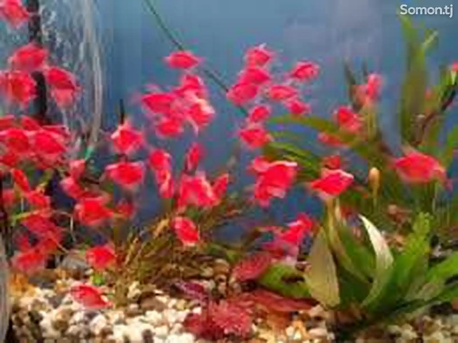 Тернеция GloFish Red-1
