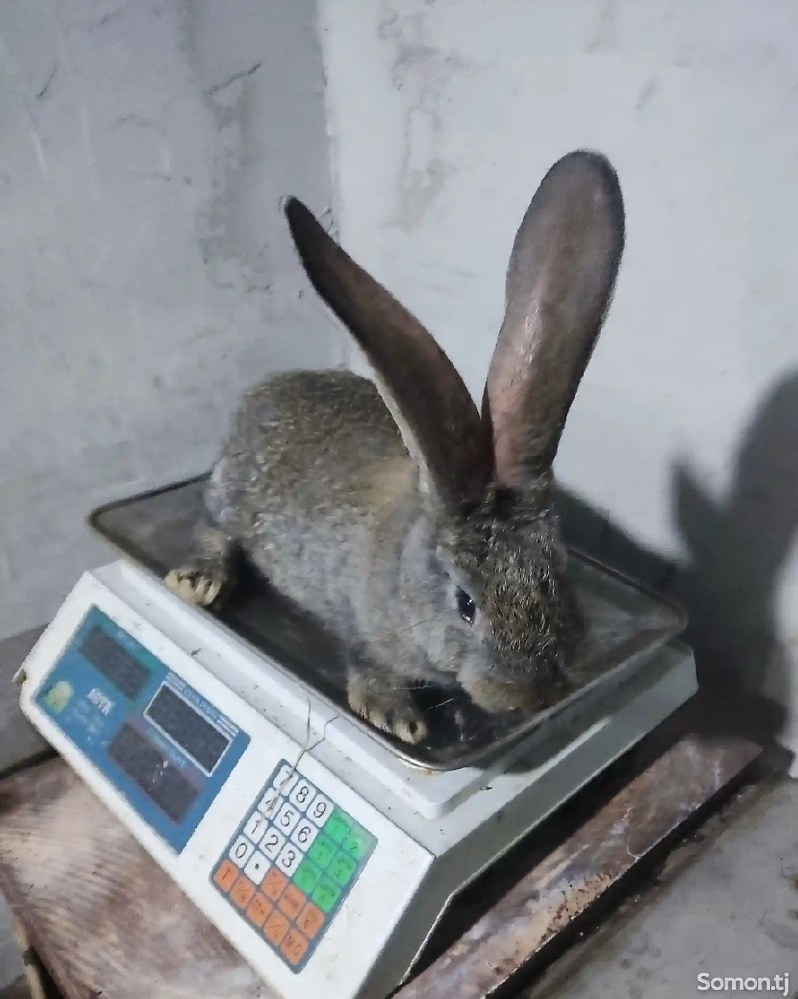 Бельгийский фландр кролик-2