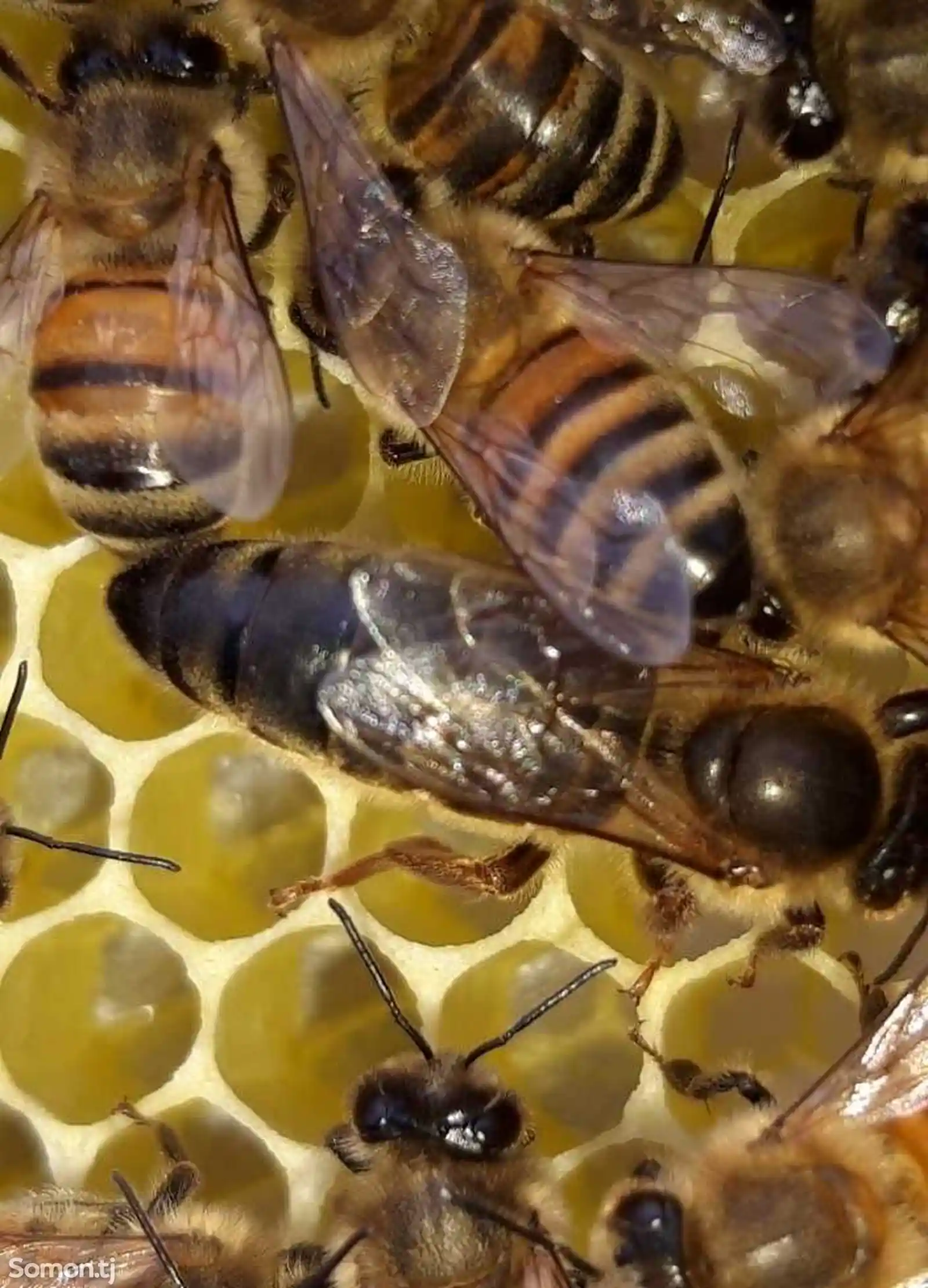 Пчёлы-5