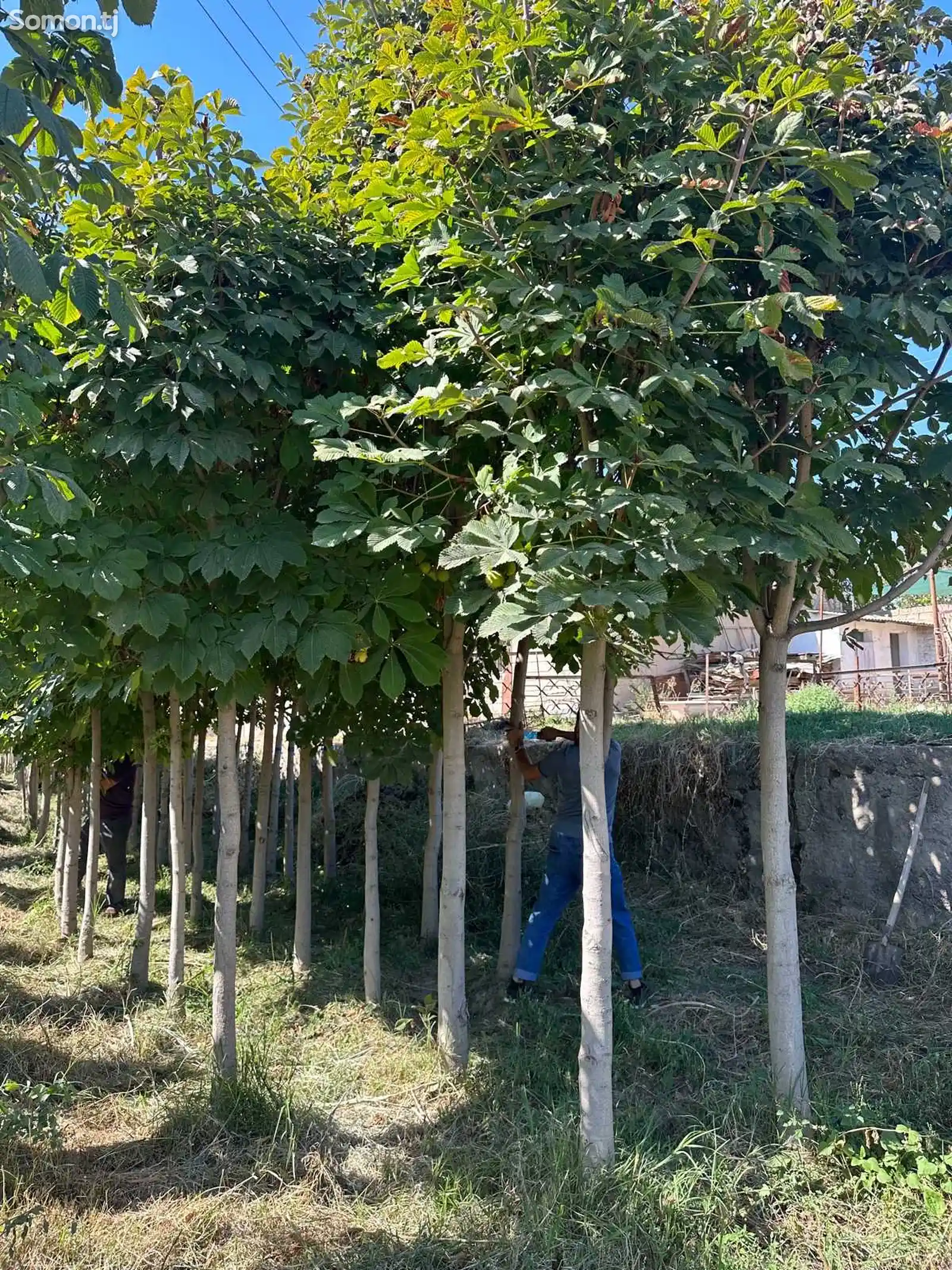 Дерево Каштан-1
