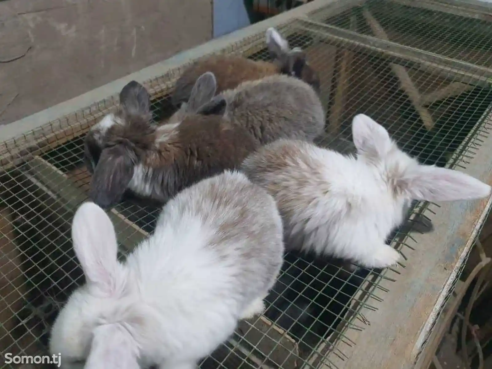 Кролики французский баран-1