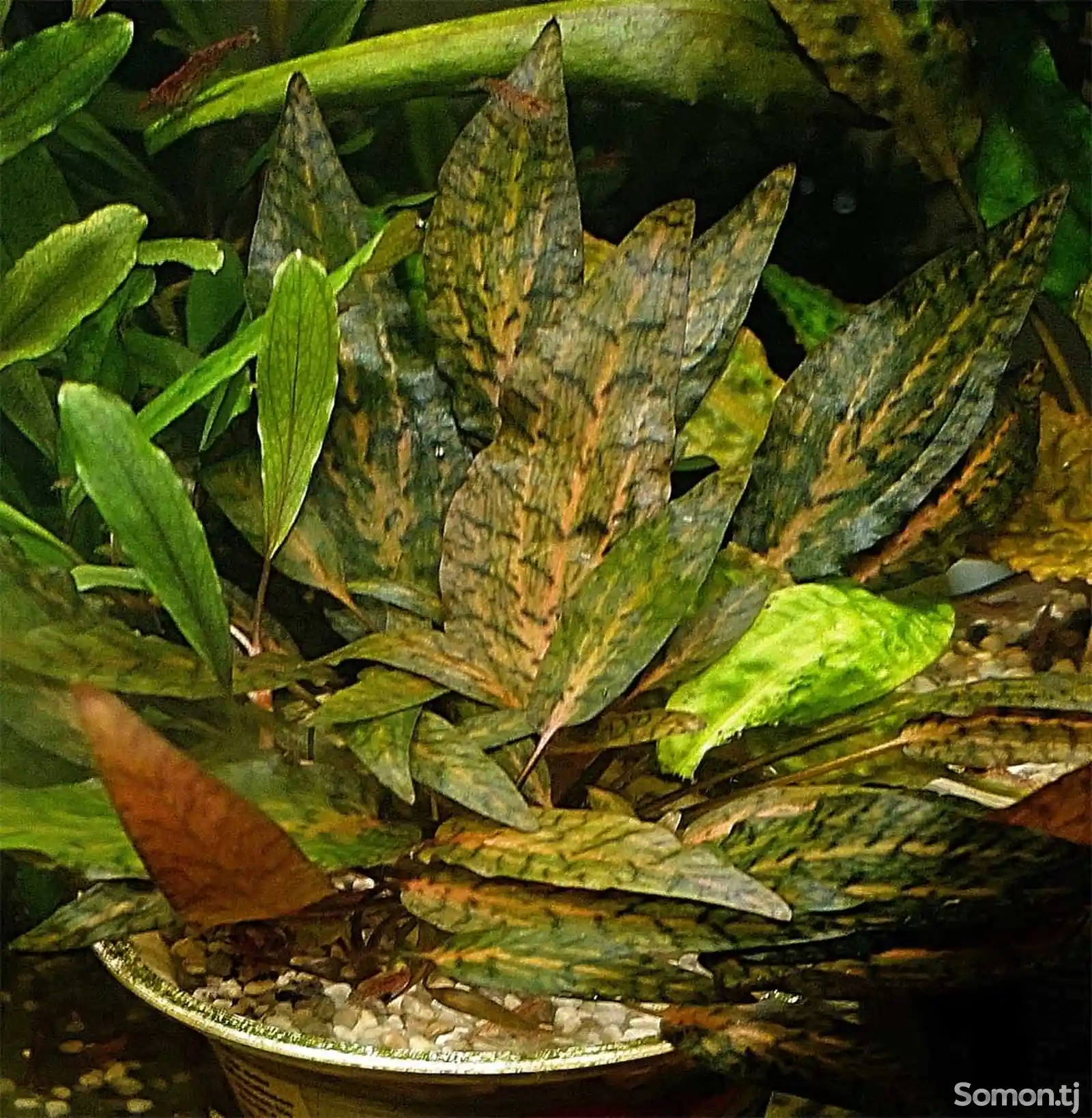 Аквариумное растение Криптокарина Нури-3