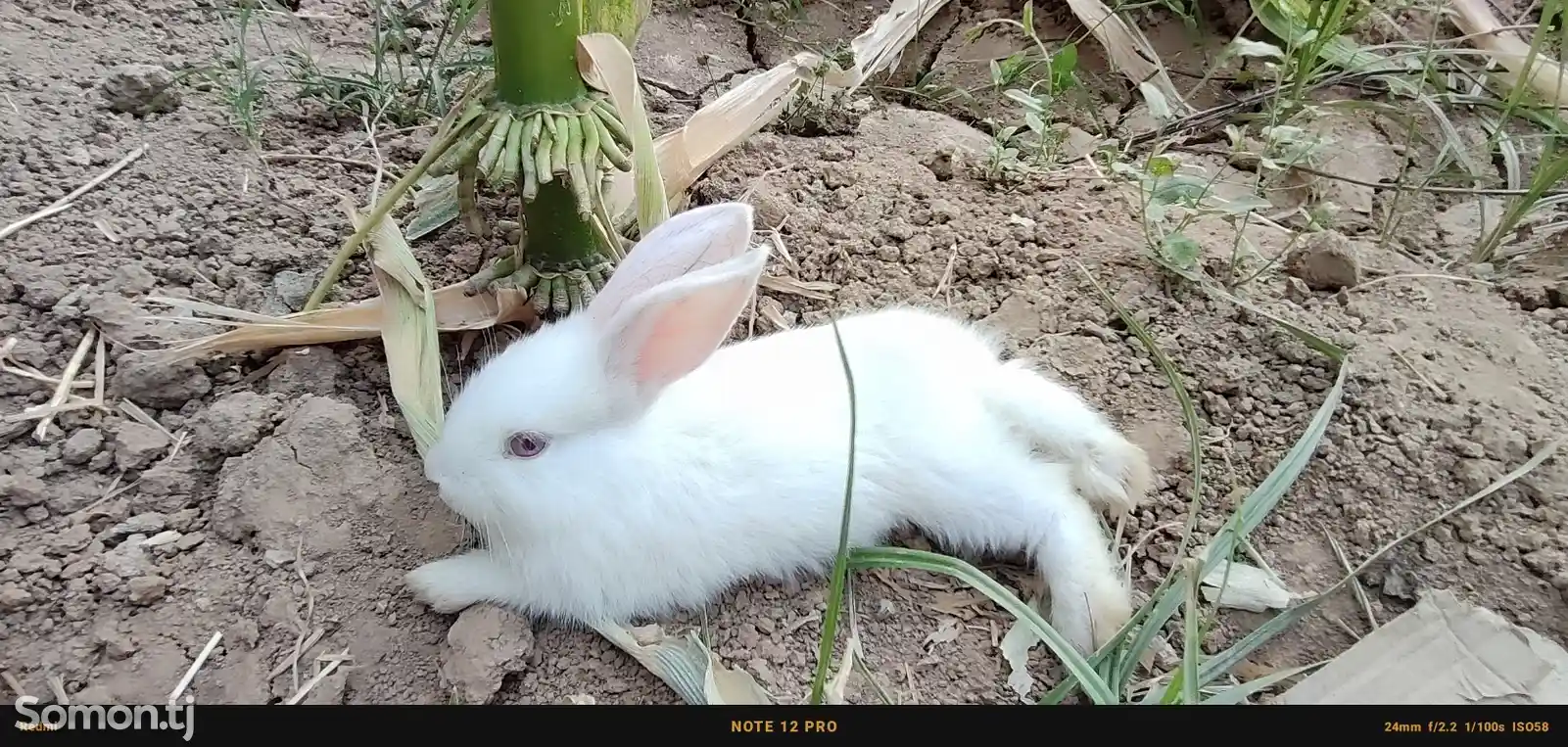 Кролик породистый-2