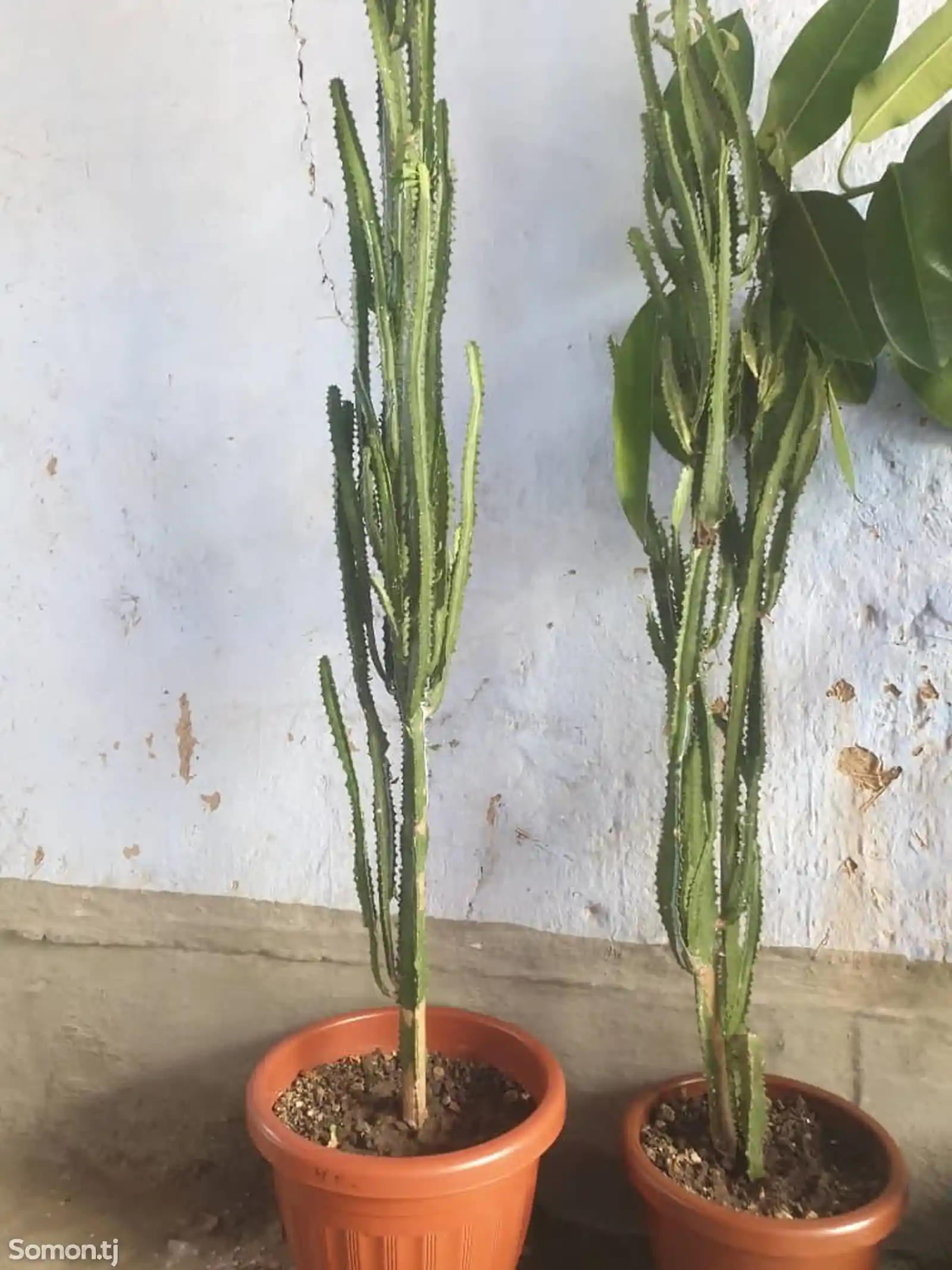 Растение-2
