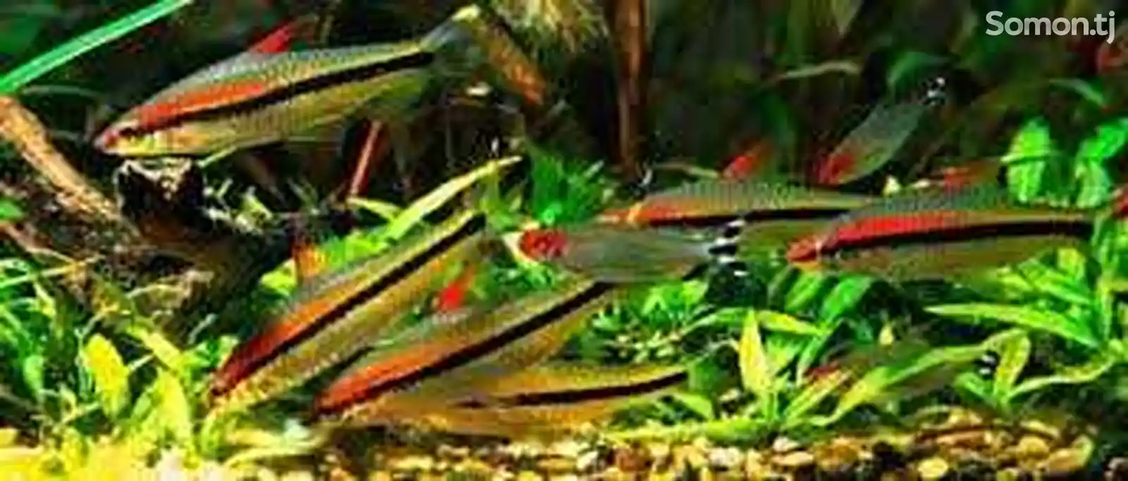 Рыбки Puntius denisonii-1