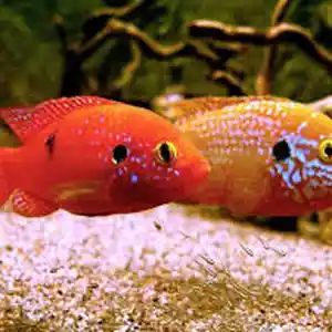 Рыба Hemichromis bimaculatus