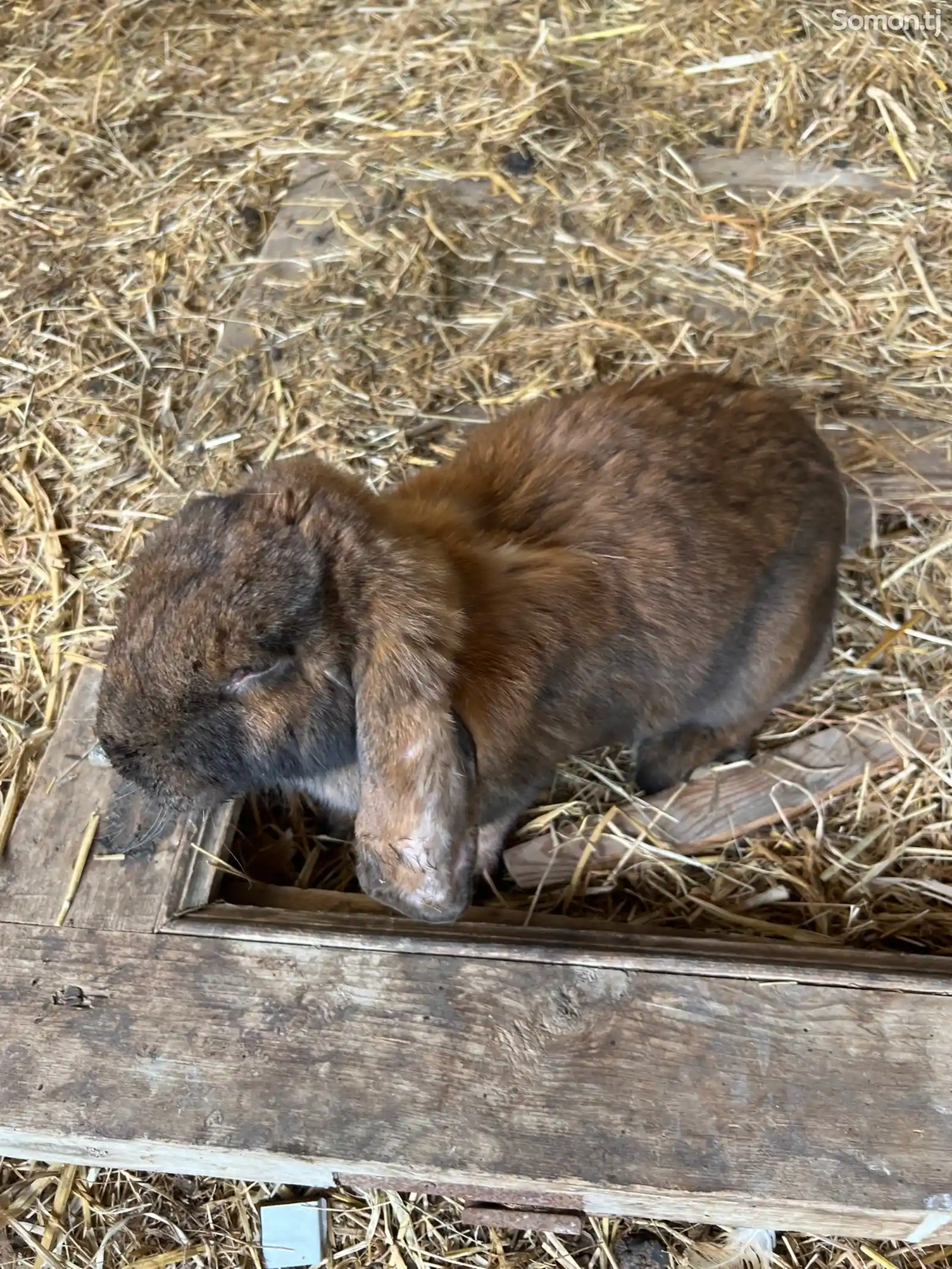 Кролик Французский баран-5