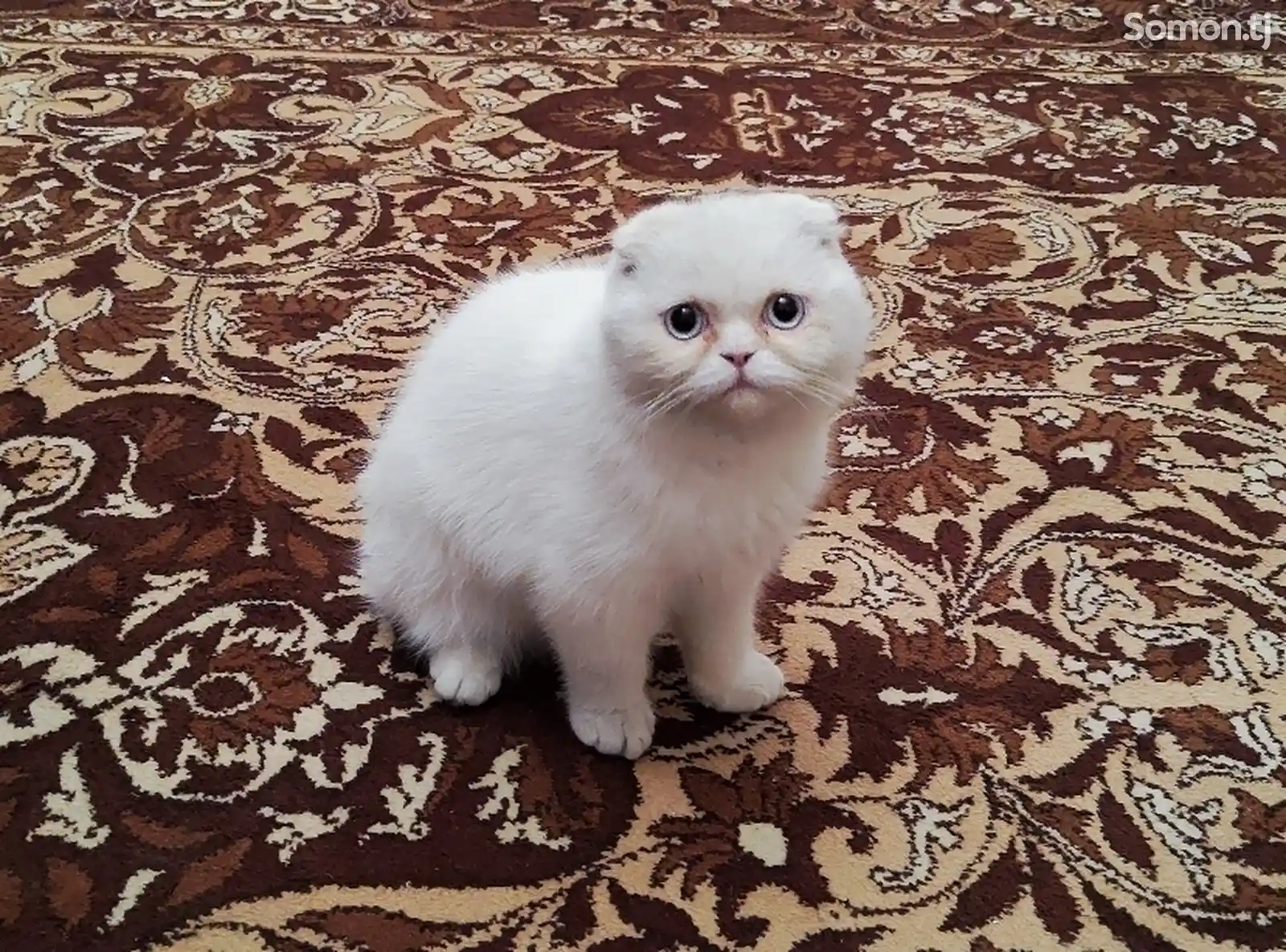 Котенок Персидский-2