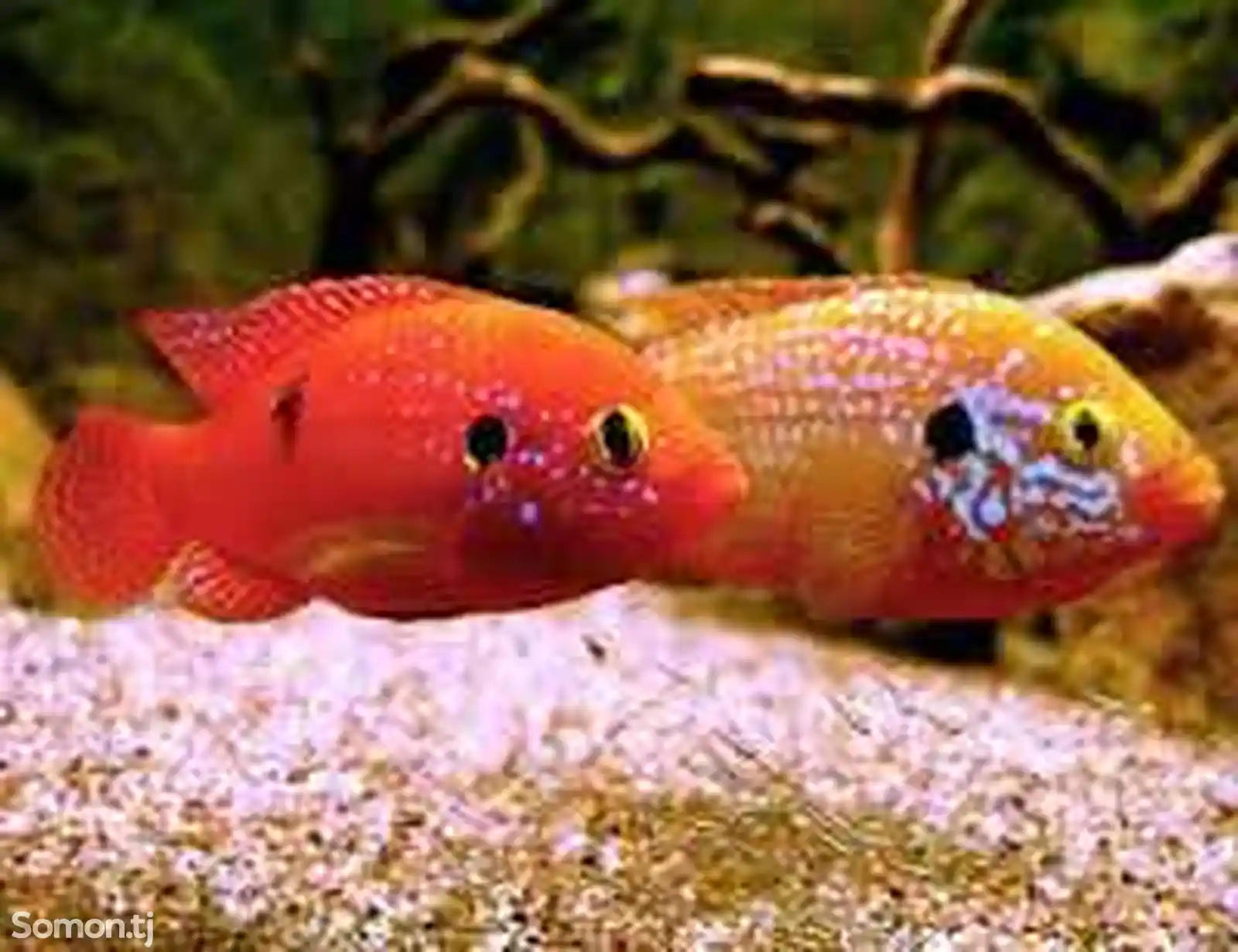 Рыба Hemichromis bimaculatus-1