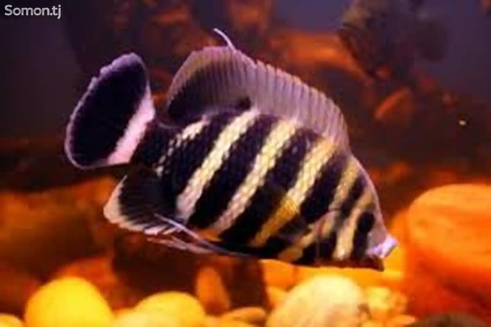 Рыба Heterotilapia Buttikoferi-1
