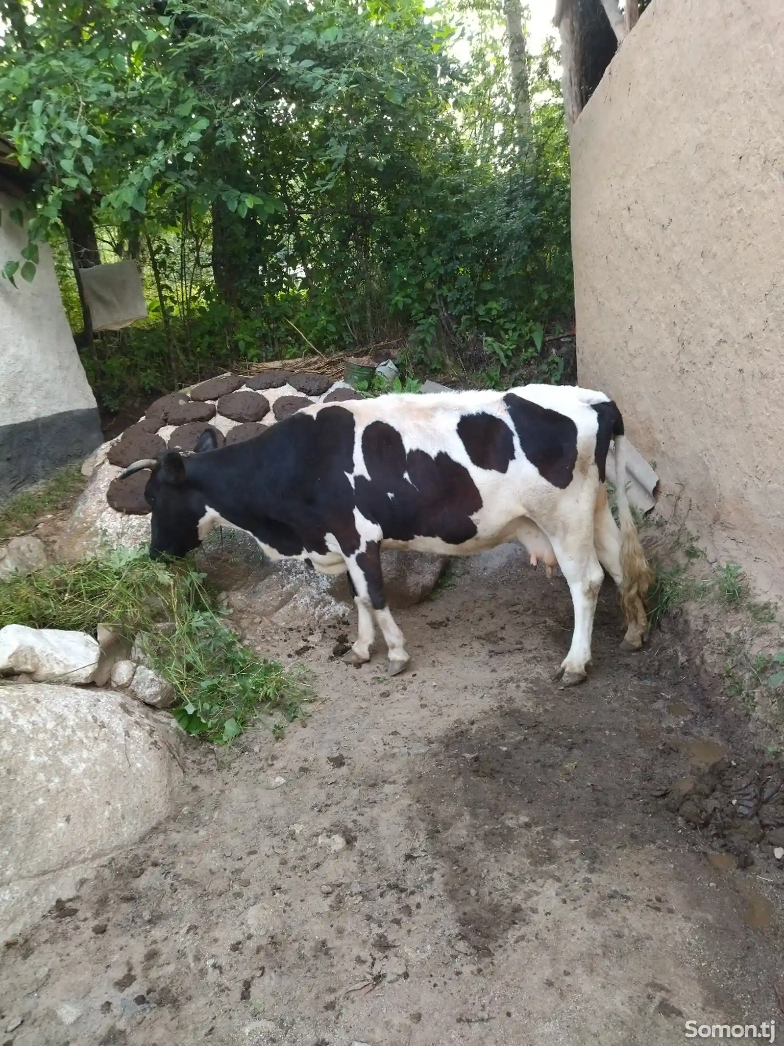Голштинская порода коров-3