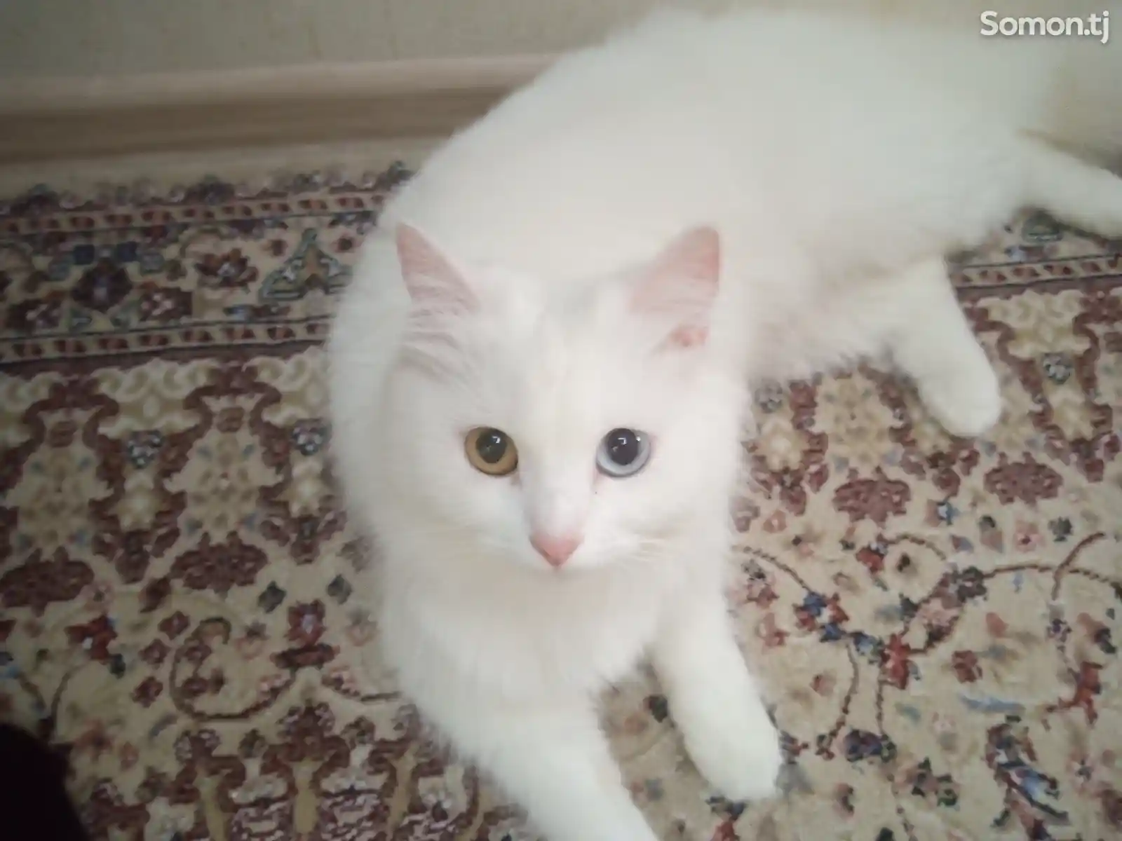 Кошка породы Турецкая ангорка-3
