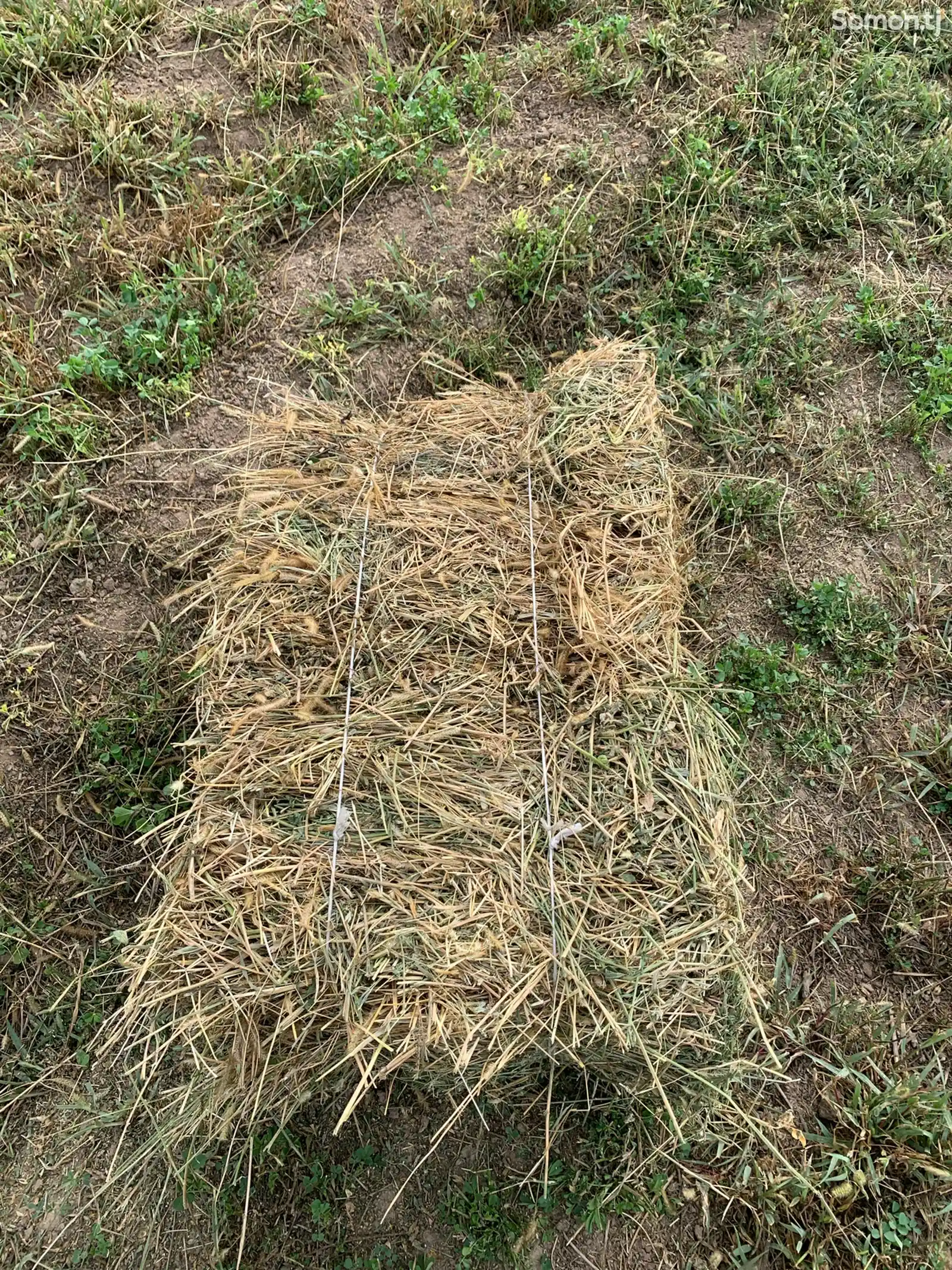 Пресcи рушка барои чорво-2