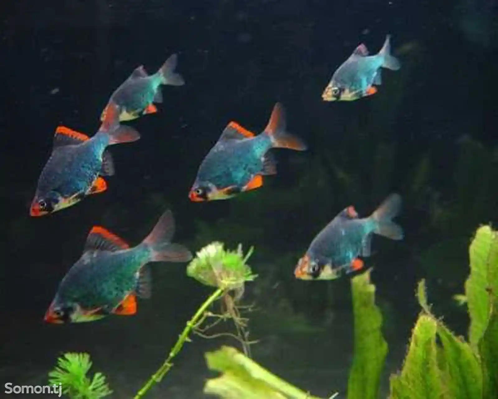 Рыбка Барбус суматранский-1