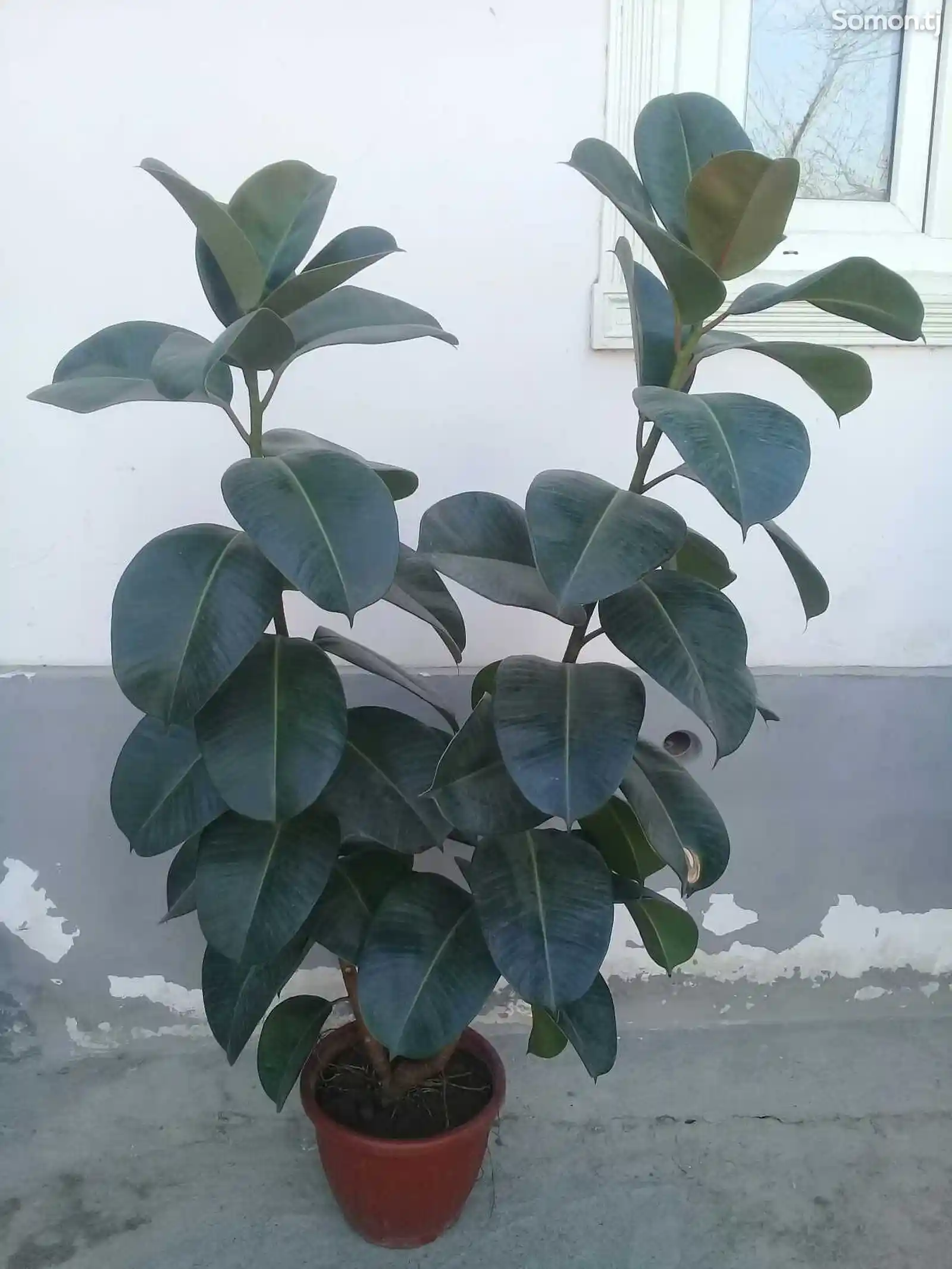Растение Фикус-2