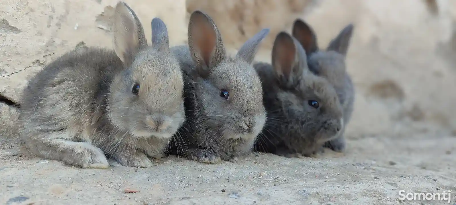 Кролик карлик-1