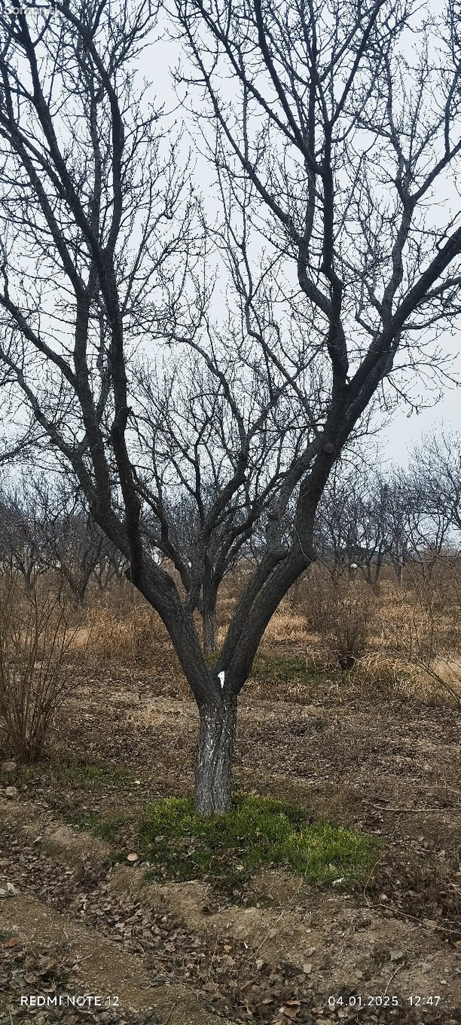 Хезуми зардолу-1