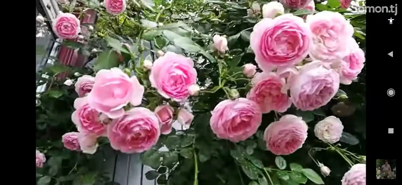 Роза жасмина плетистая-8